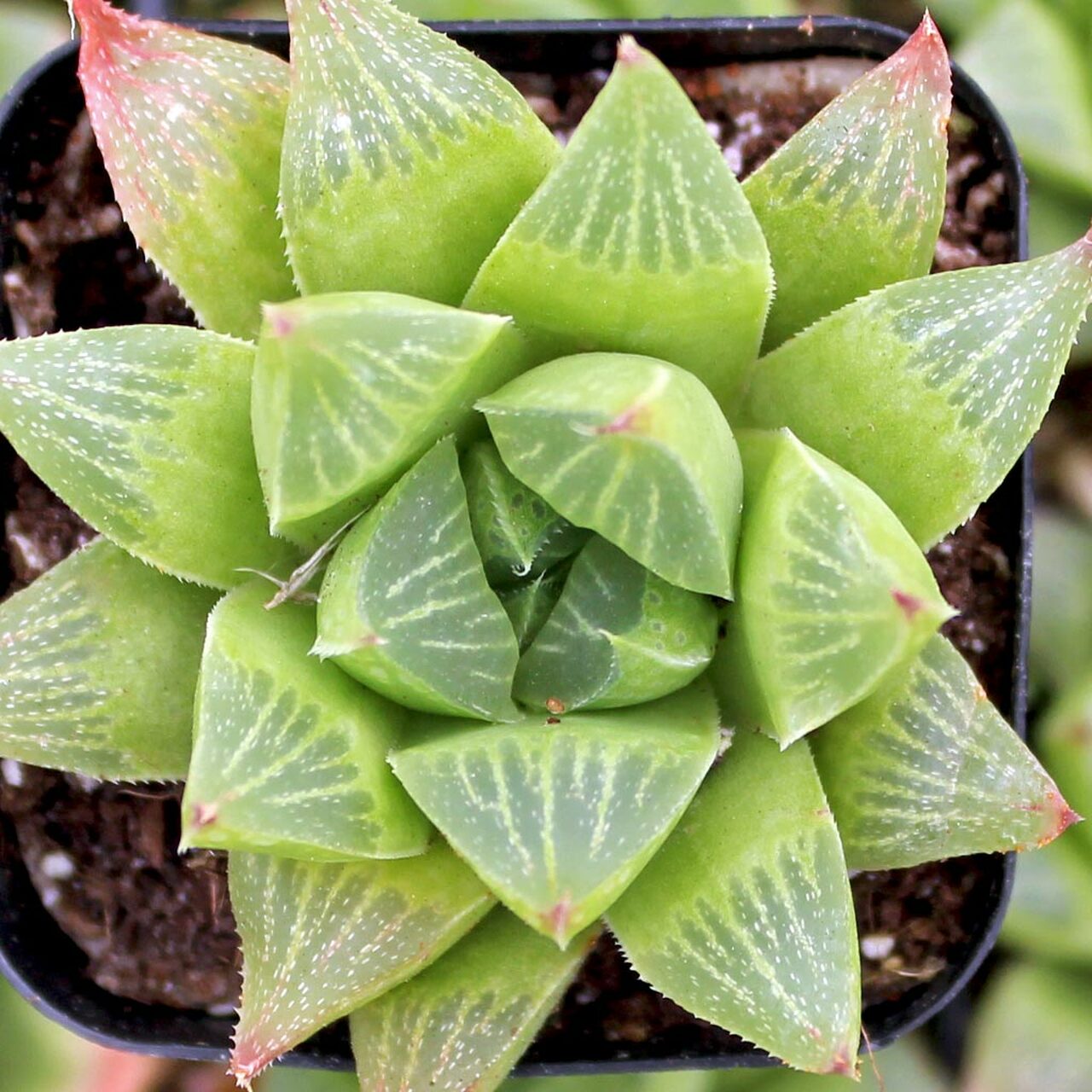 Haworthia turgida var. longibracteata - Window Plant
