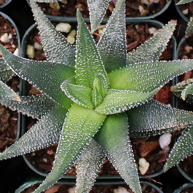 Haworthia fasciata v. concolor - Zebra Plant