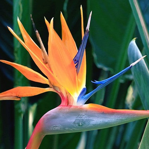 Strelitzia reginae 'Queen' - Bird of Paradise