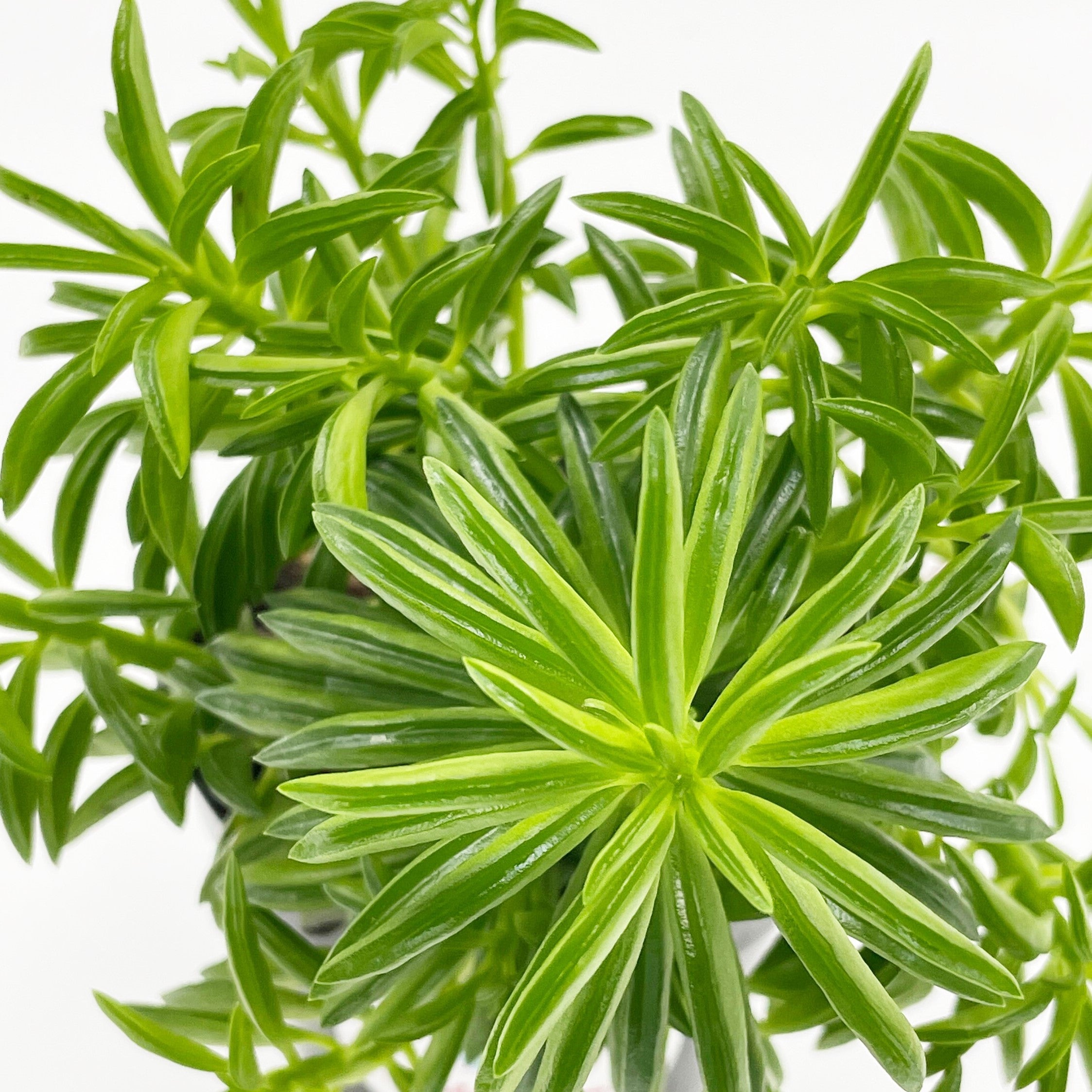 Peperomia axillaris - Taco Leaf Peperomia