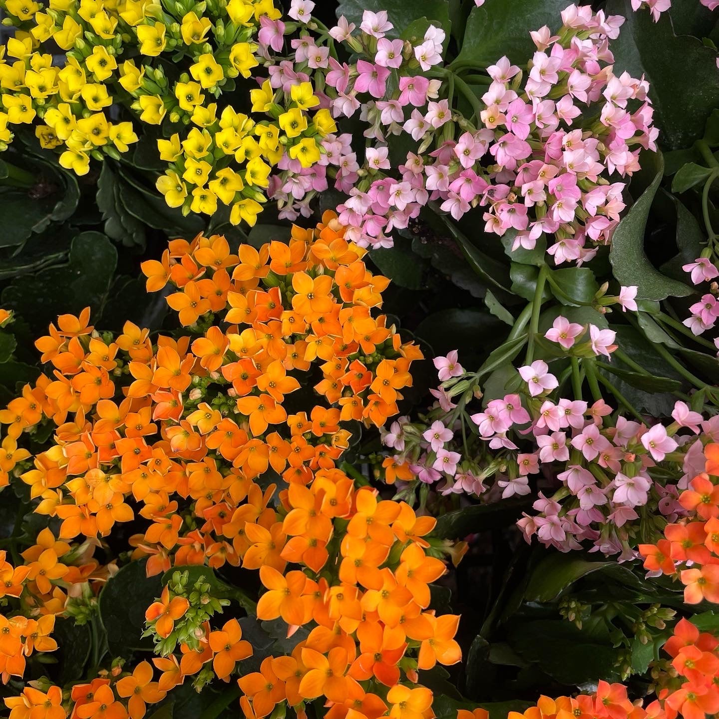 Kalanchoe blossfeldiana - Flaming Katy, Madagascar Widow's-thrill