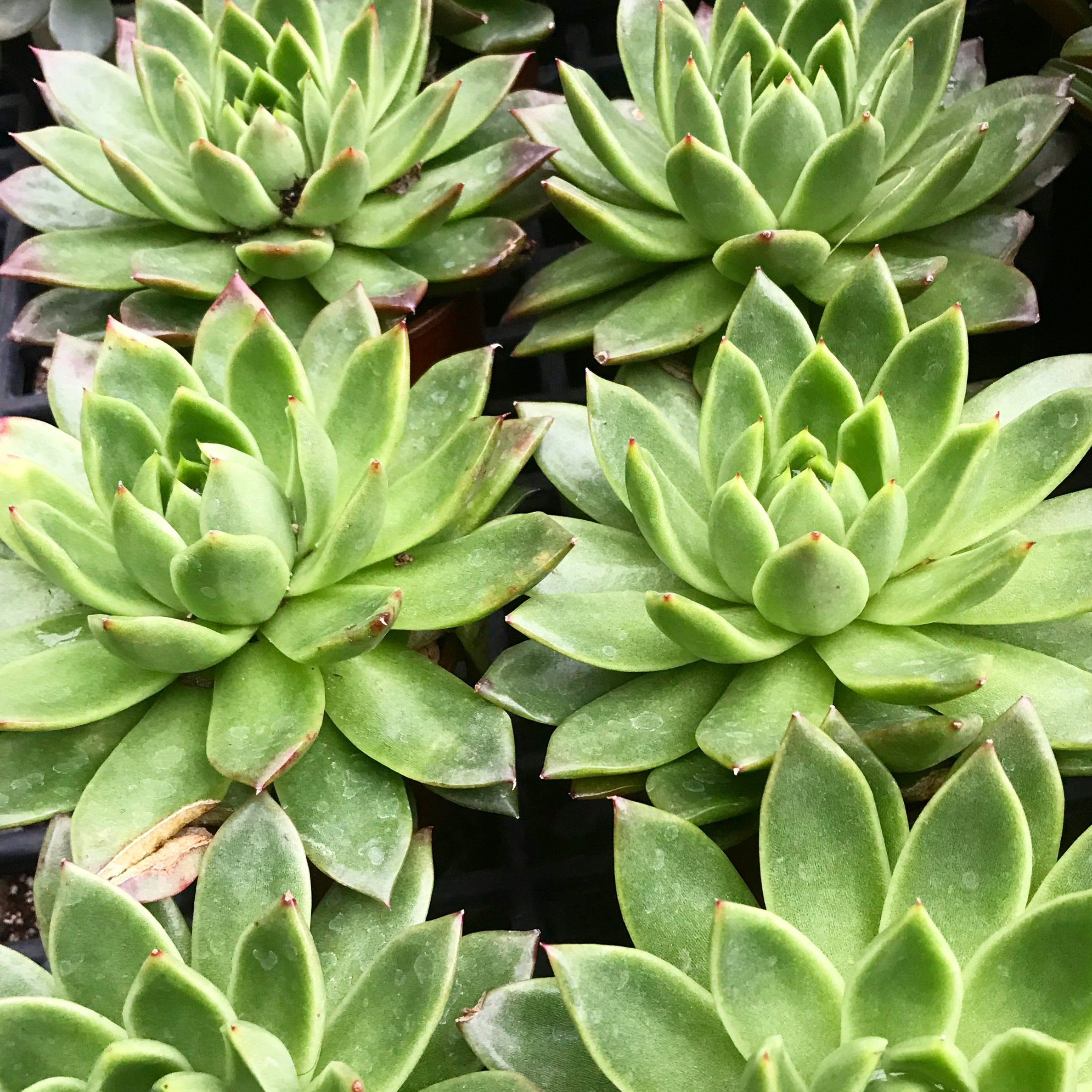 Echeveria agavoides - Molded Wax Echeveria