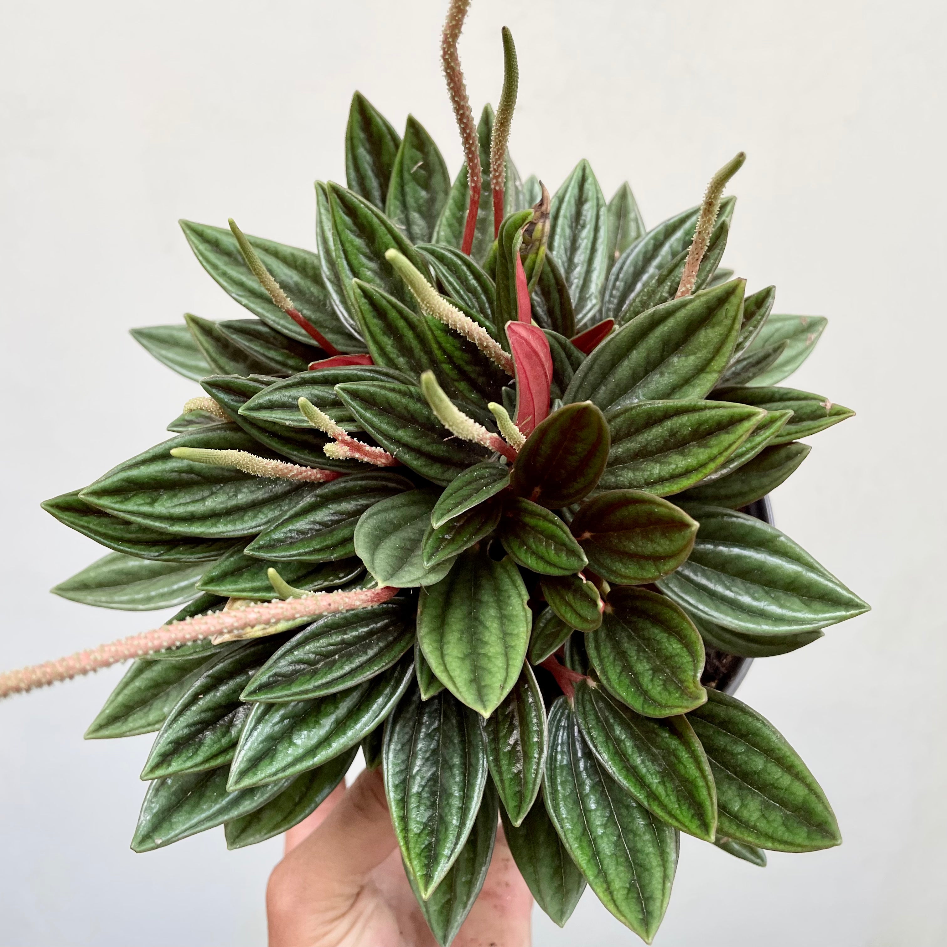 Peperomia caperata - 'Rosso'