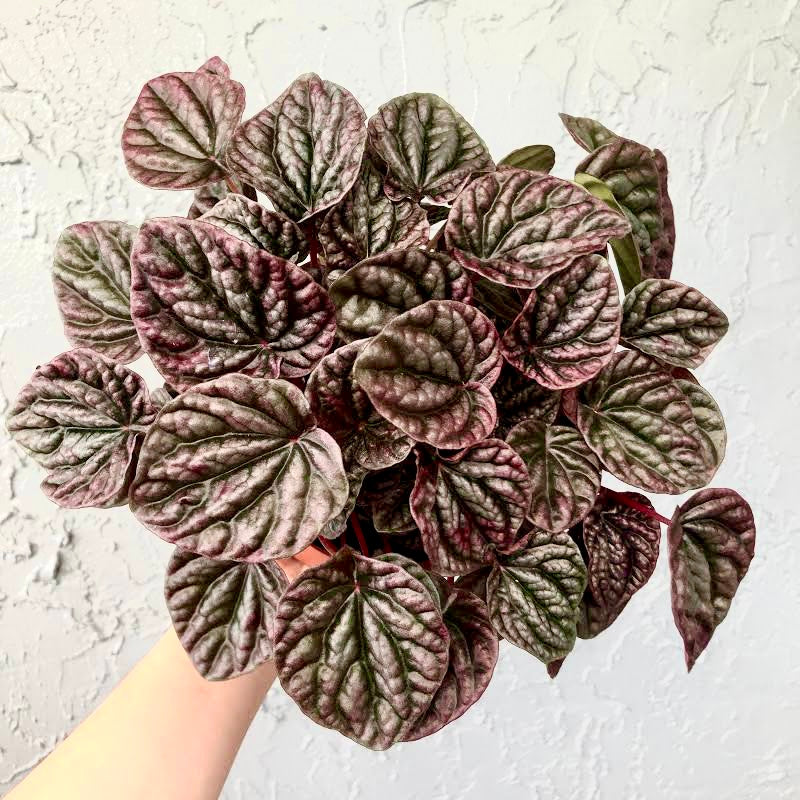 Peperomia caperata - 'Red Emerald'