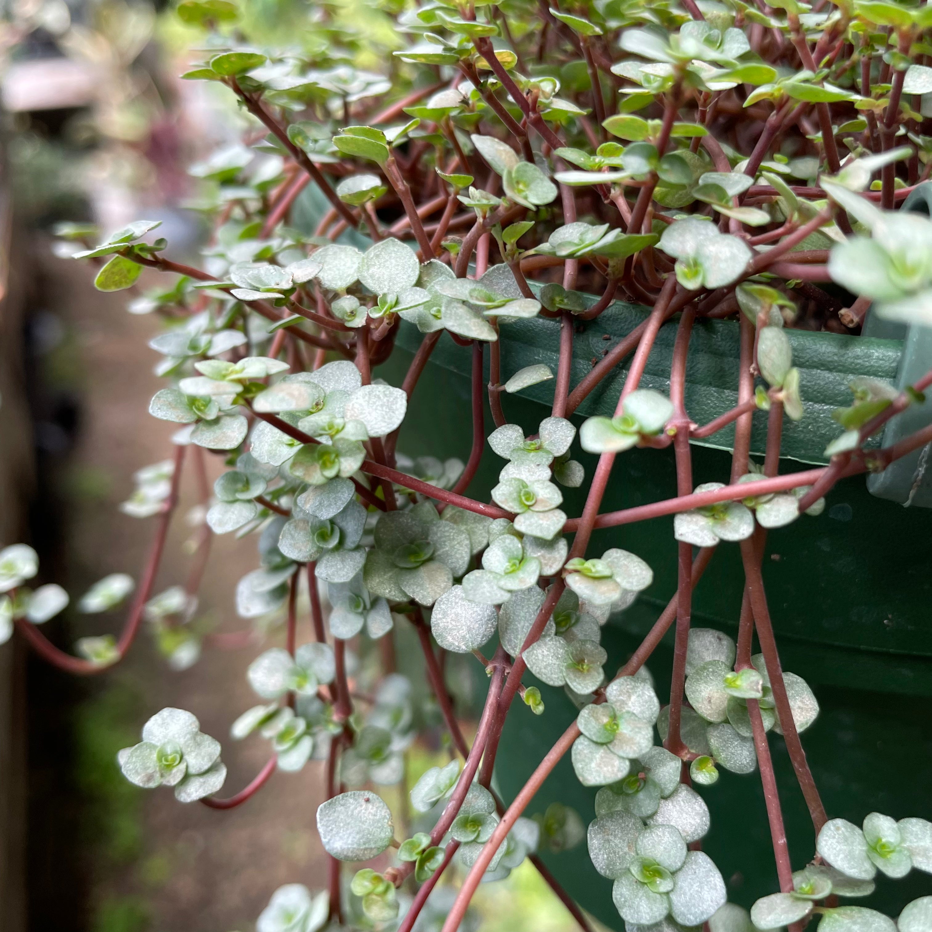 Pilea glauca - Silver Sparkle