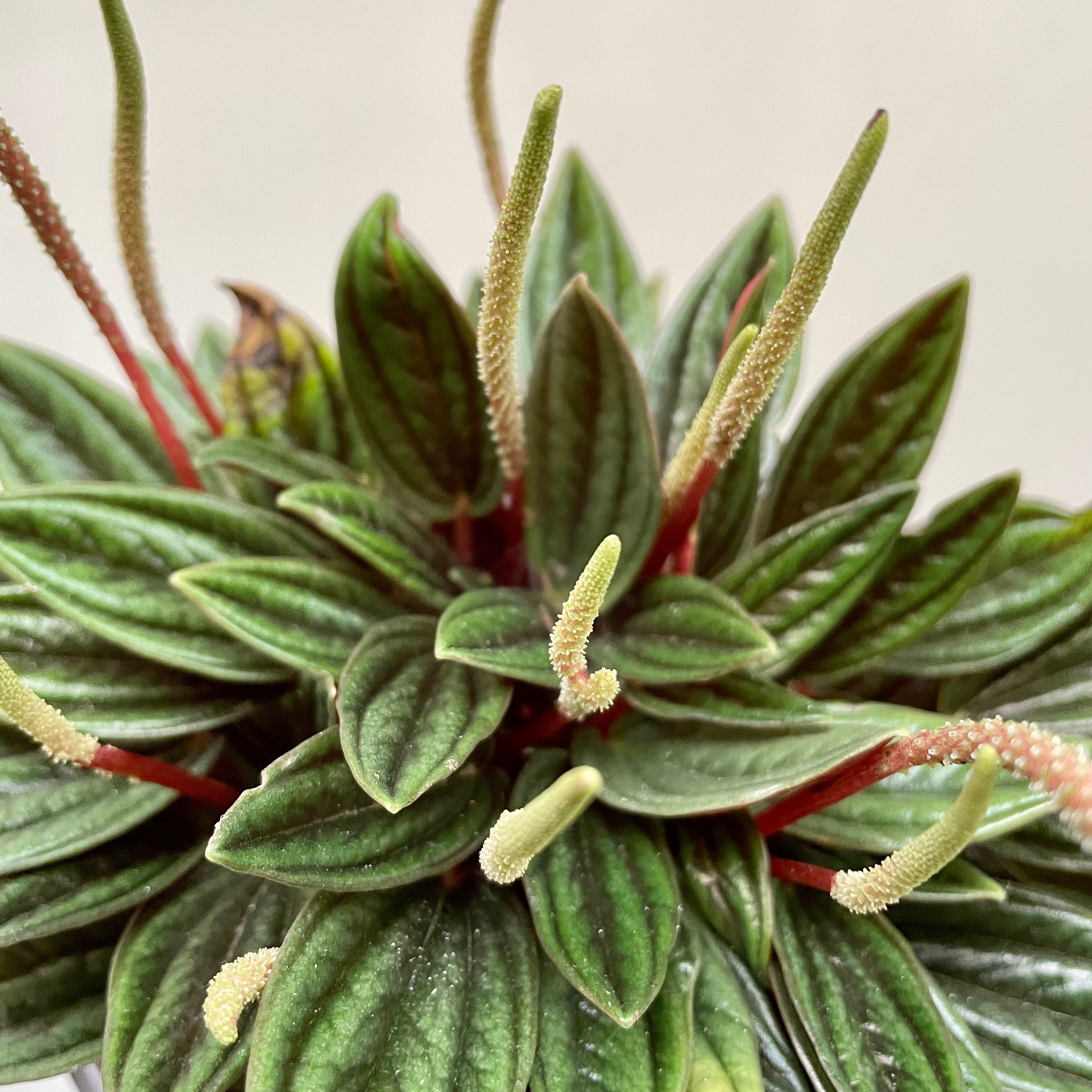 Peperomia caperata - 'Rosso'