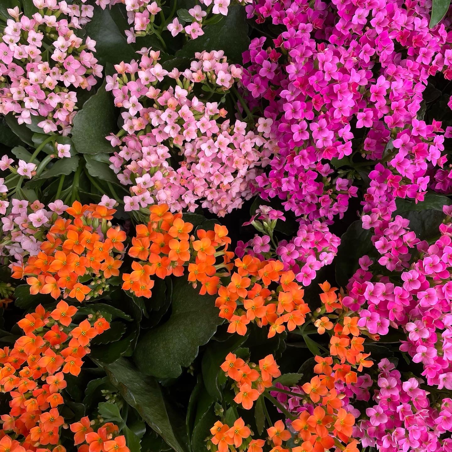 Kalanchoe blossfeldiana - Flaming Katy, Madagascar Widow's-thrill