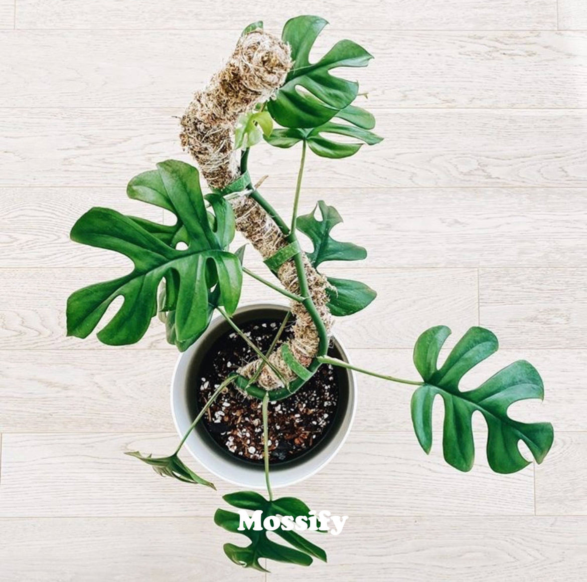 Mossify Bendable Moss Pole