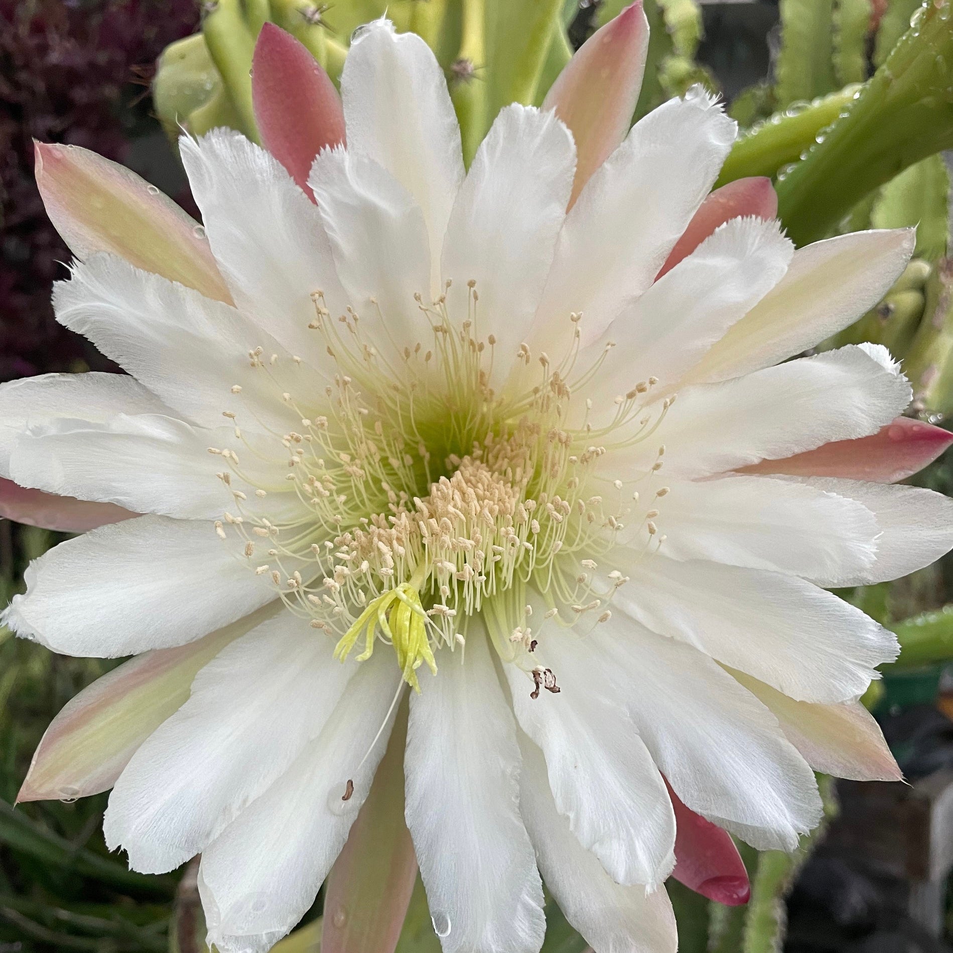 Cereus peruvianus monstrose - Montrose Cactus