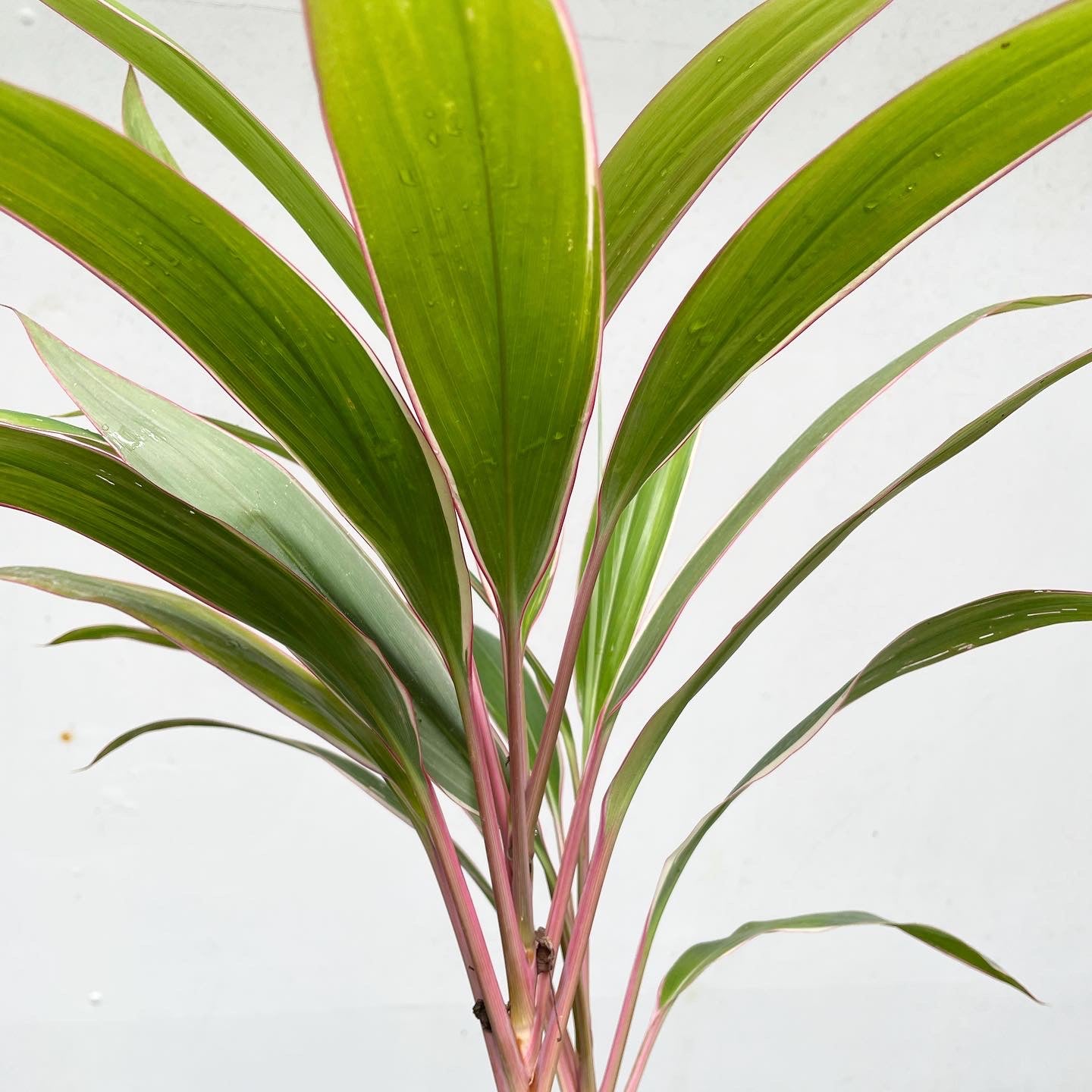 Cordyline fruticosa 'Pink Diamond' - Hawaiian Ti Plant