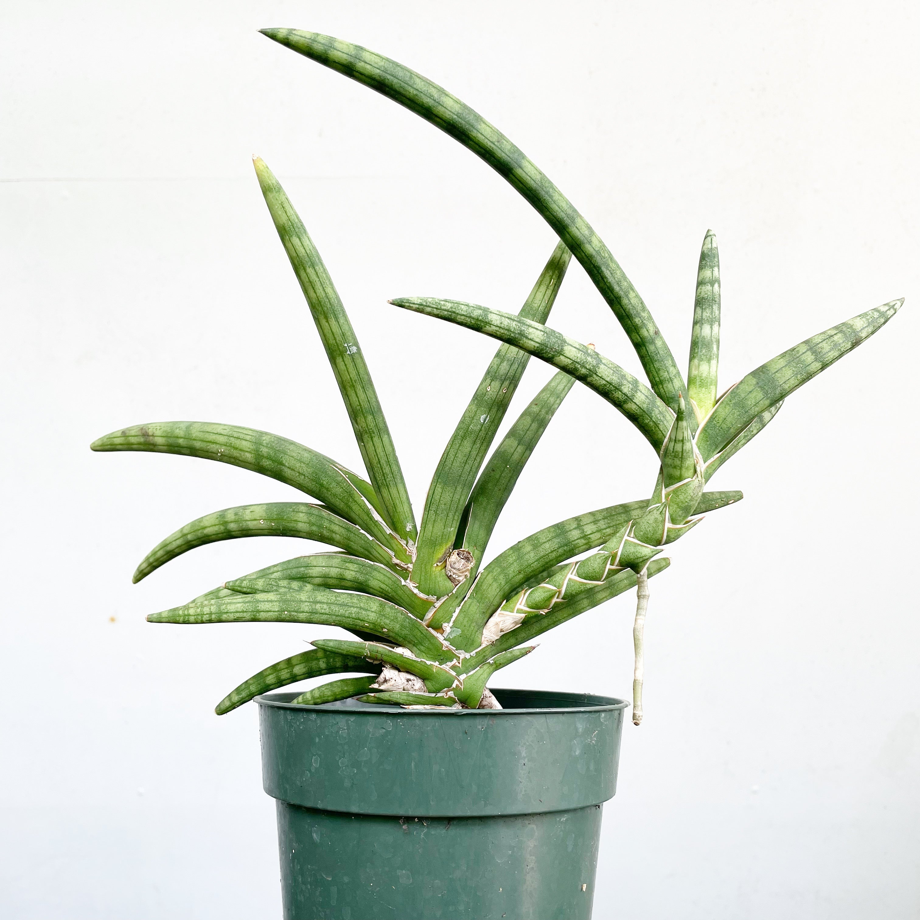 Sansevieria mutomo