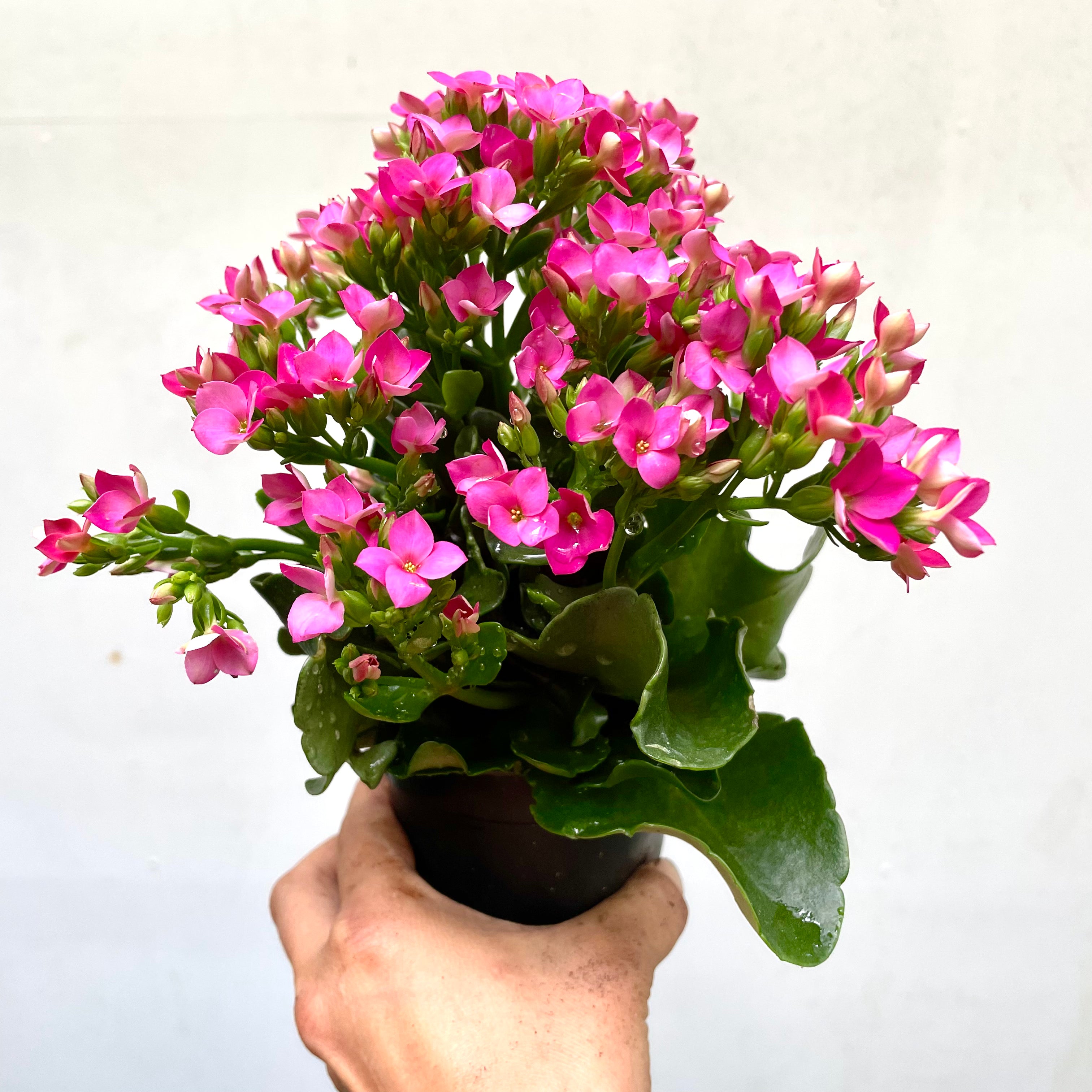 Kalanchoe blossfeldiana - Flaming Katy, Madagascar Widow's-thrill