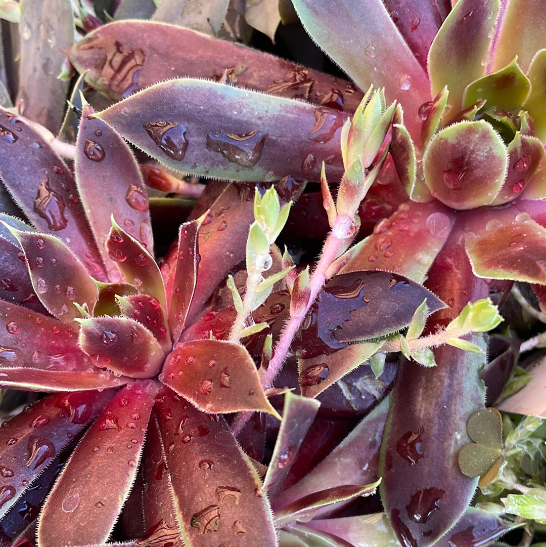 Sempervivum 'Cranberry Cocktail'