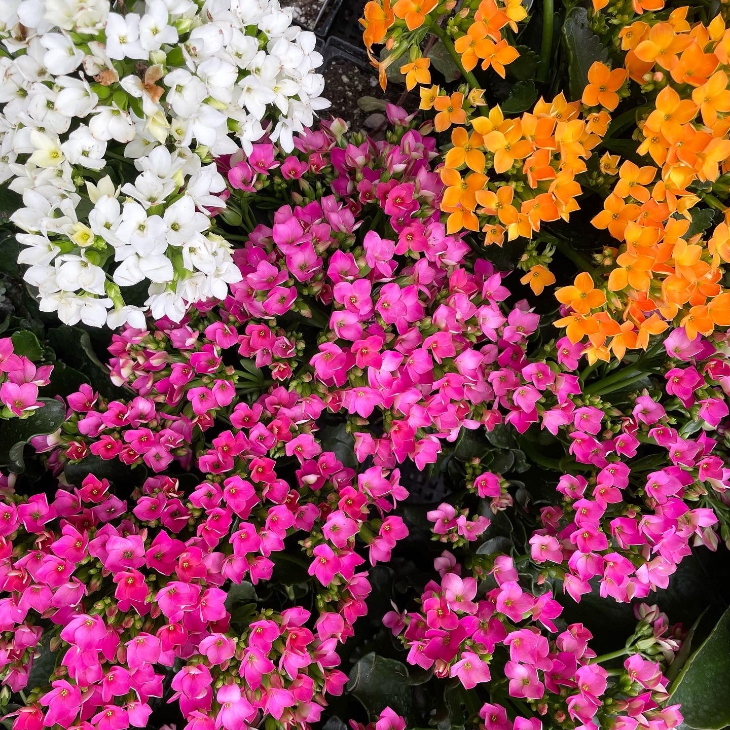 Kalanchoe blossfeldiana - Flaming Katy, Madagascar Widow's-thrill