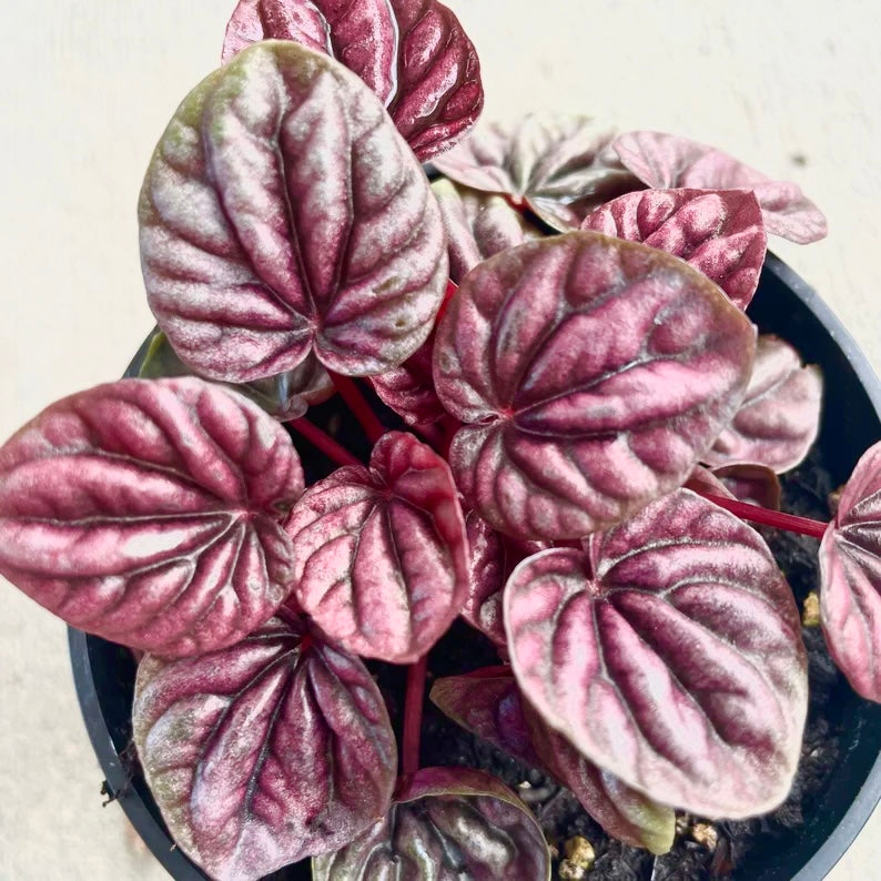 Peperomia caperata - 'Schumi Red'