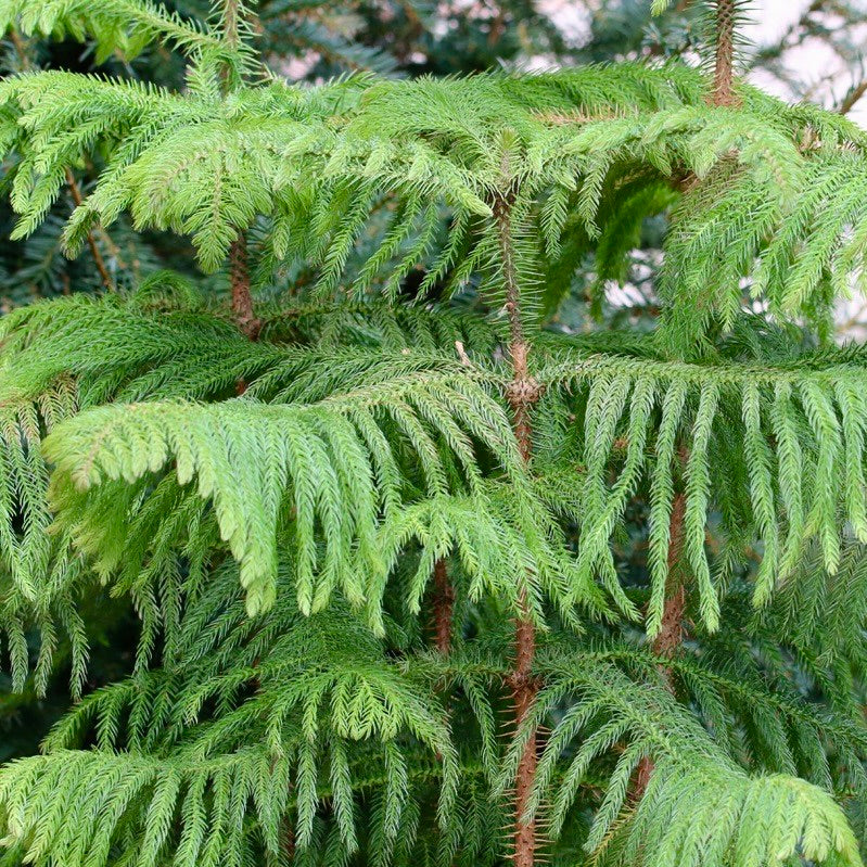 Araucaria heterophylla - Norfolk Island Pine