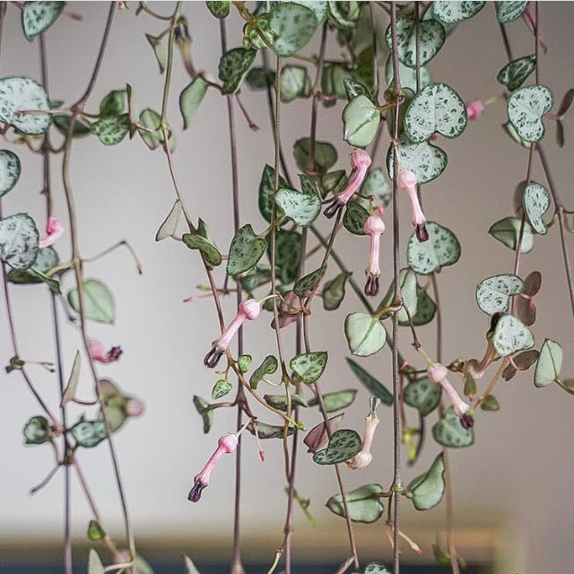 Ceropegia woodii - String of Hearts