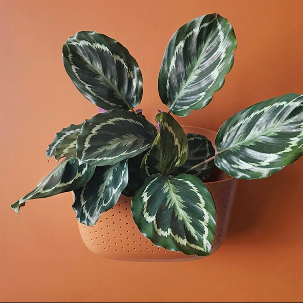 Wallygro Hanging Planter