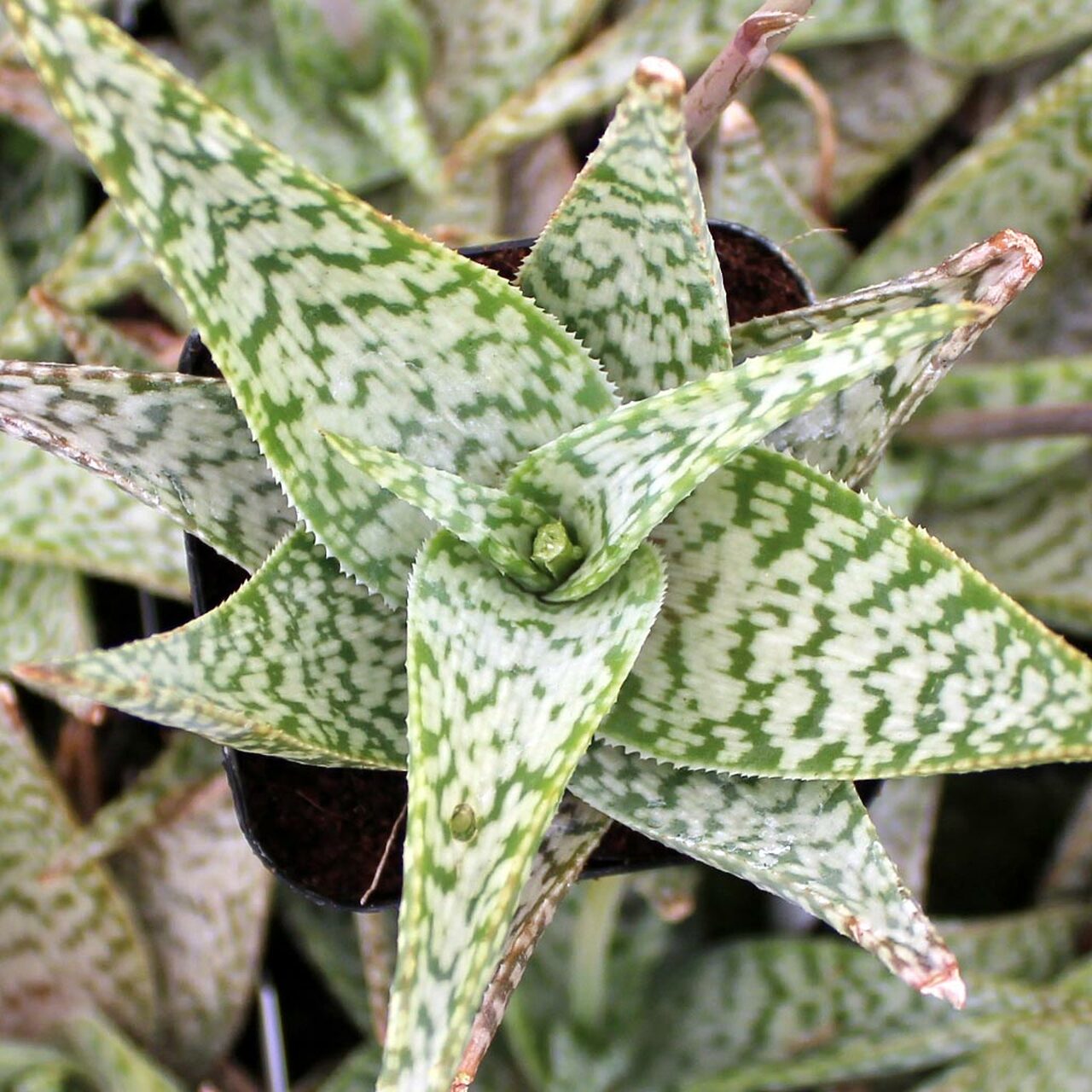 Aloe ‘White Beauty’