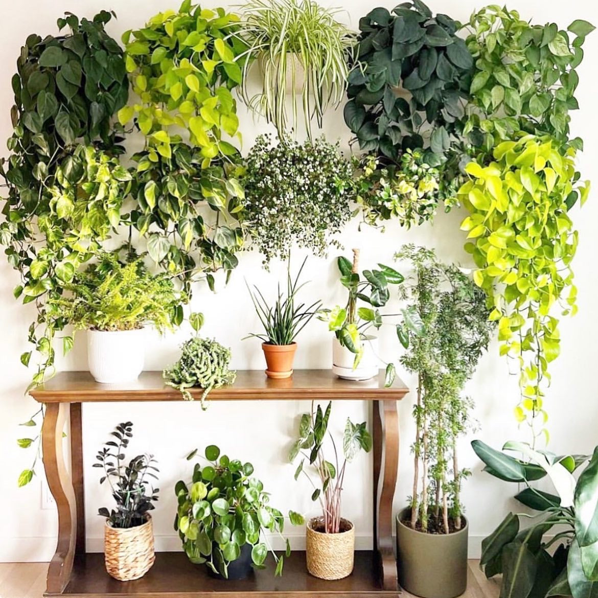 Wallygro Hanging Planter