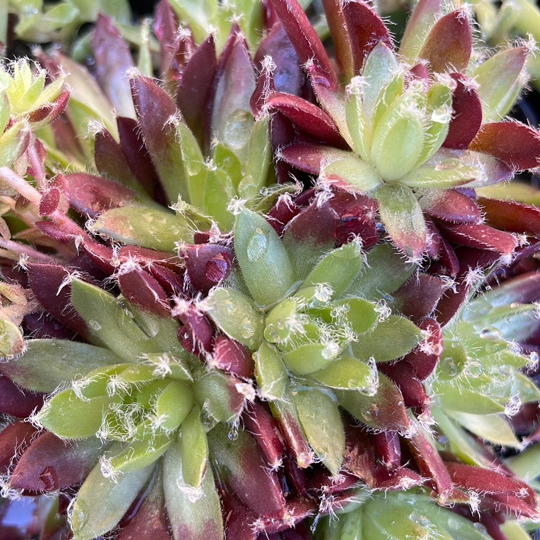 Sempervivum 'Cinnamon Starburst'