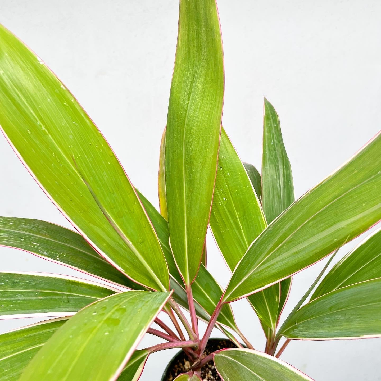 Cordyline fruticosa 'Pink Diamond' - Hawaiian Ti Plant
