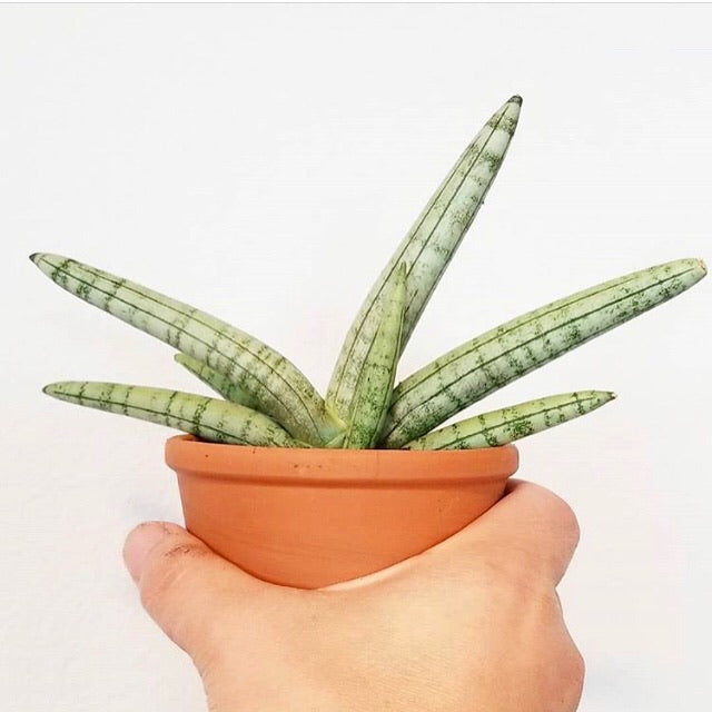 Sansevieria cylindrica ‘Boncel’ - Starfish Snake Plant