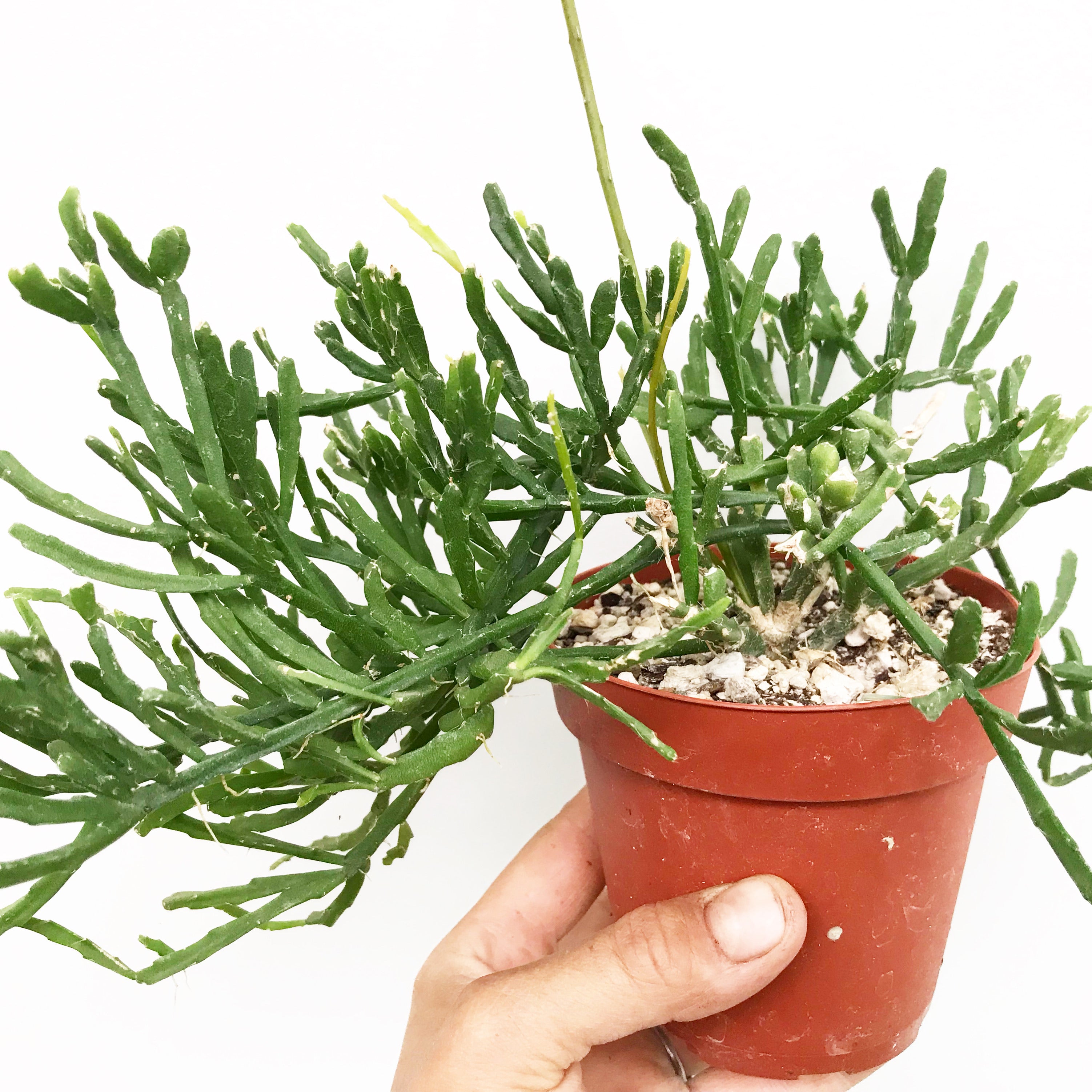 Rhipsalis ewaldiana - Mistletoe Cactus