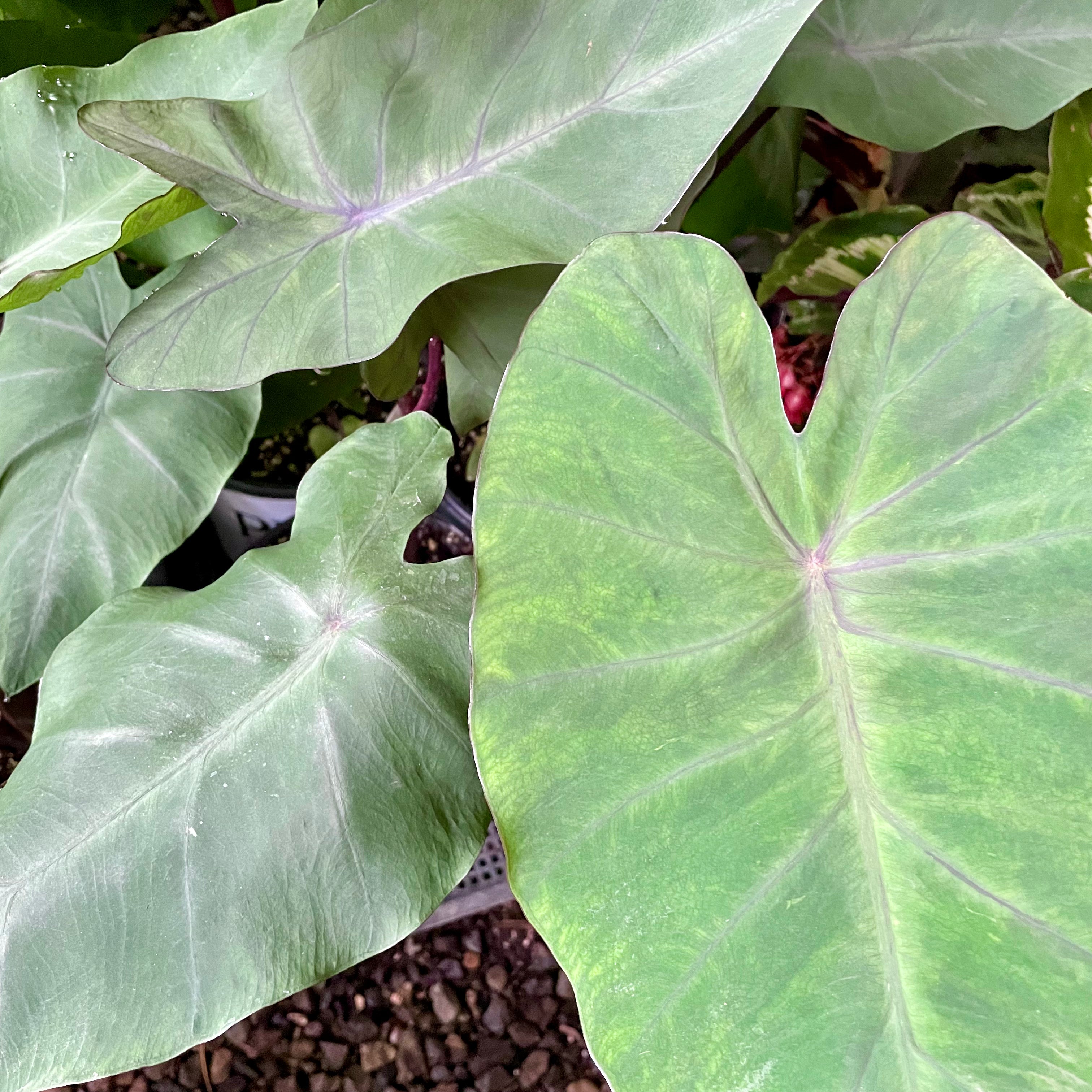 Colocasia esculenta 'Heart of the Jungle’ - Elephant Ear