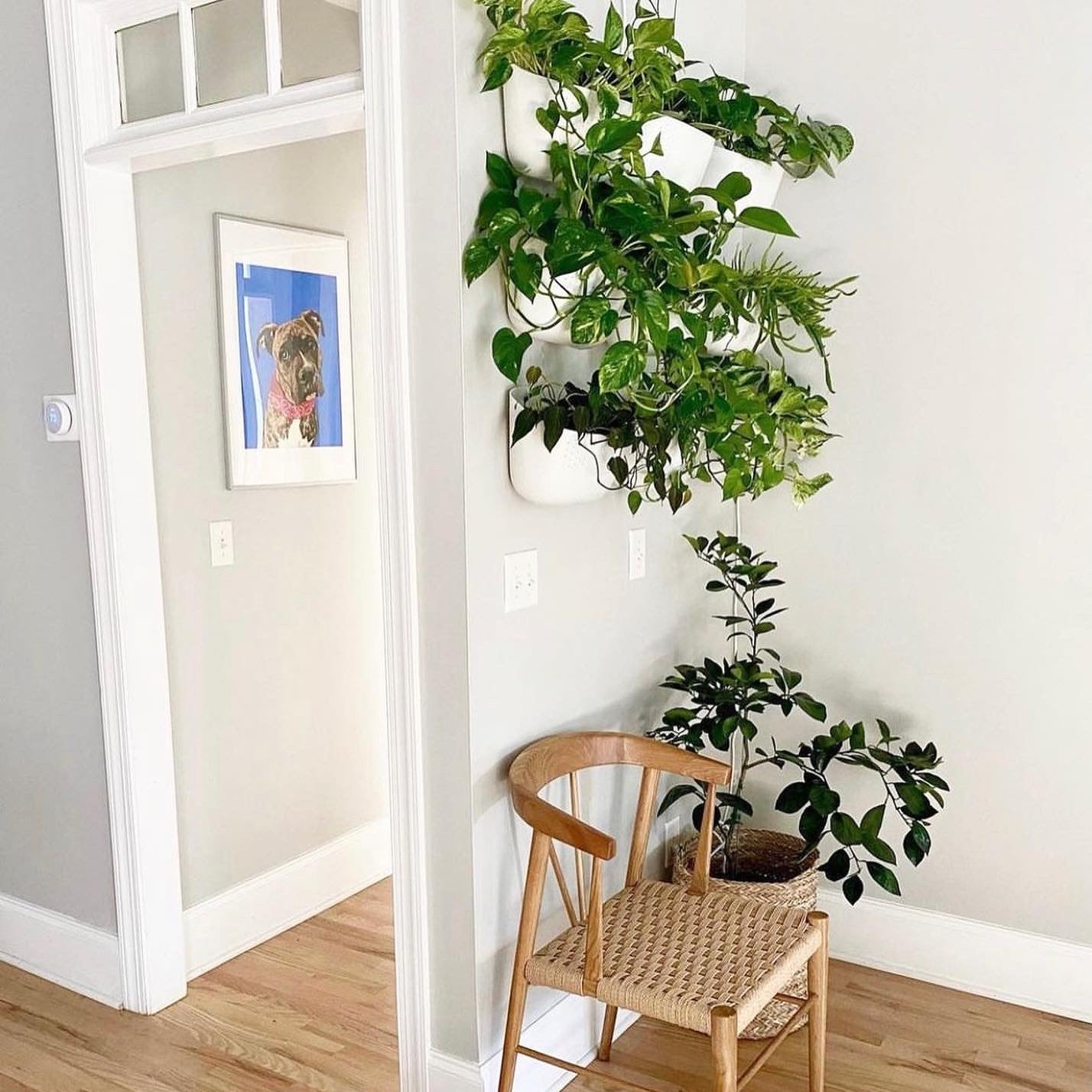 Wallygro Hanging Planter