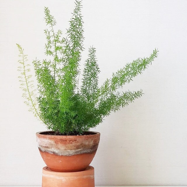 Asparagus aethiopicus - Foxtail Fern