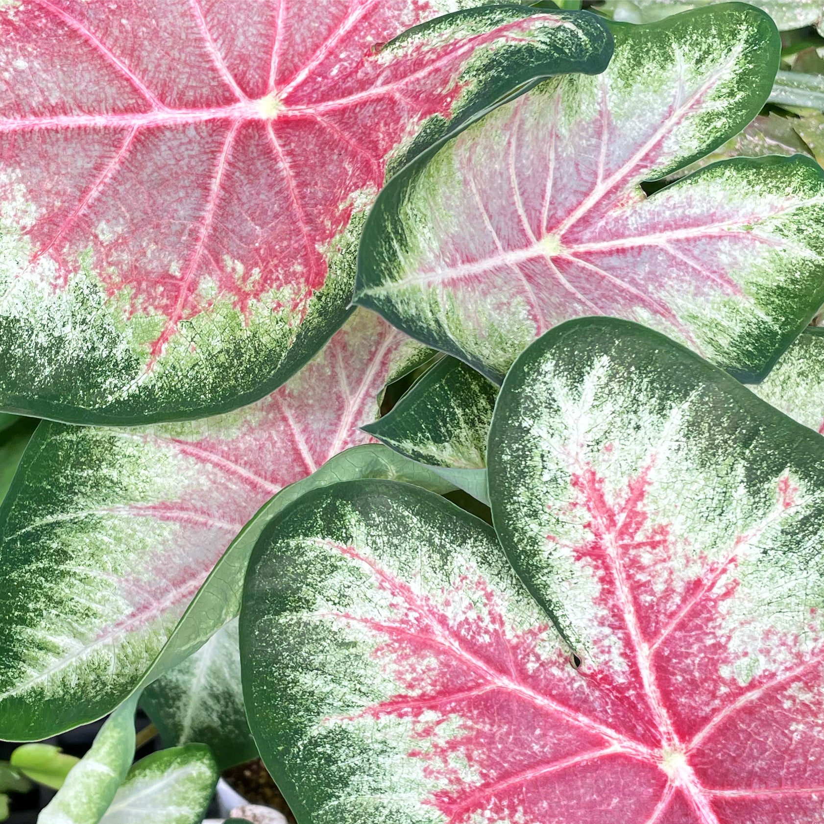 Caladium hortulanum 'Rose Glow' - Elephant Ear
