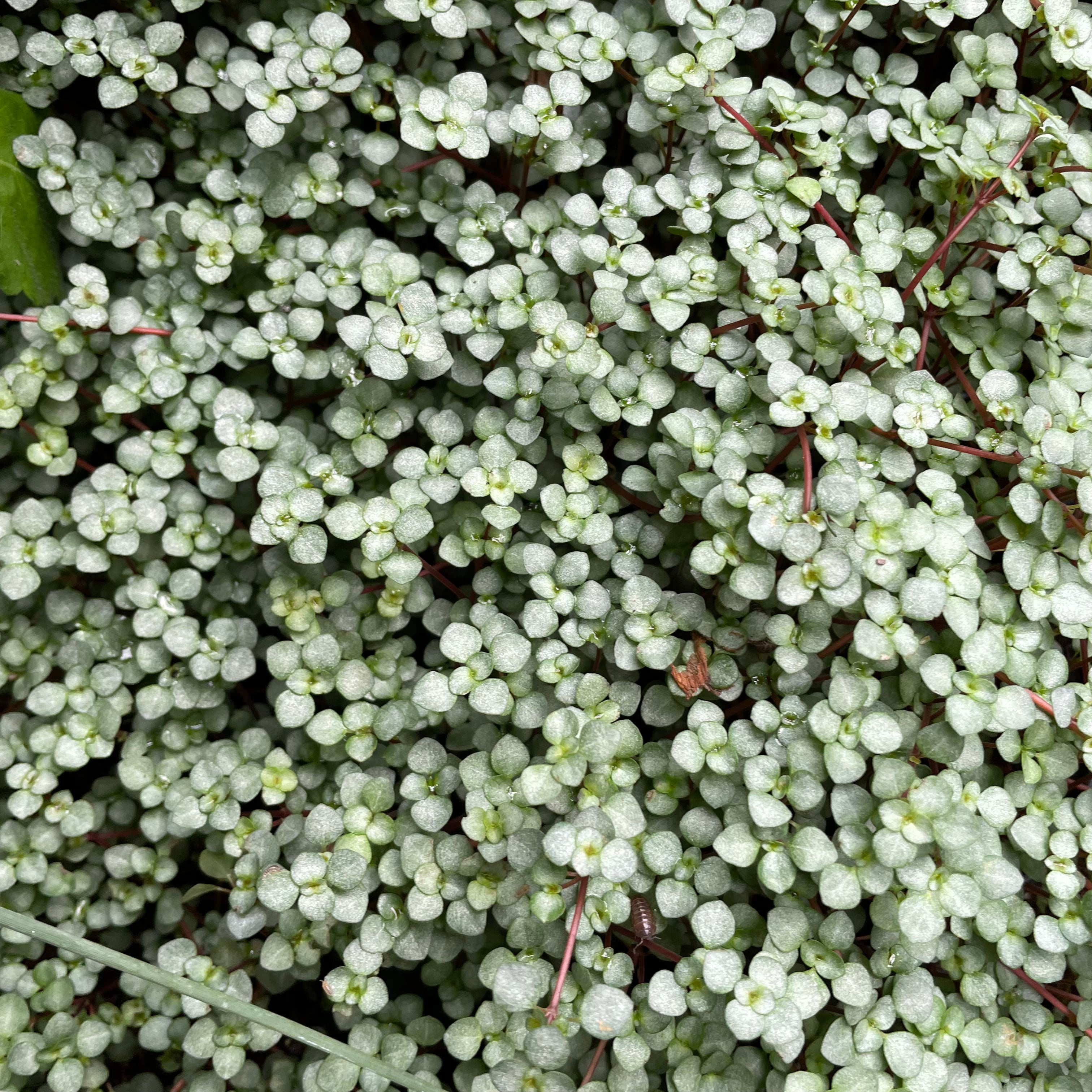 Pilea glauca - Silver Sparkle