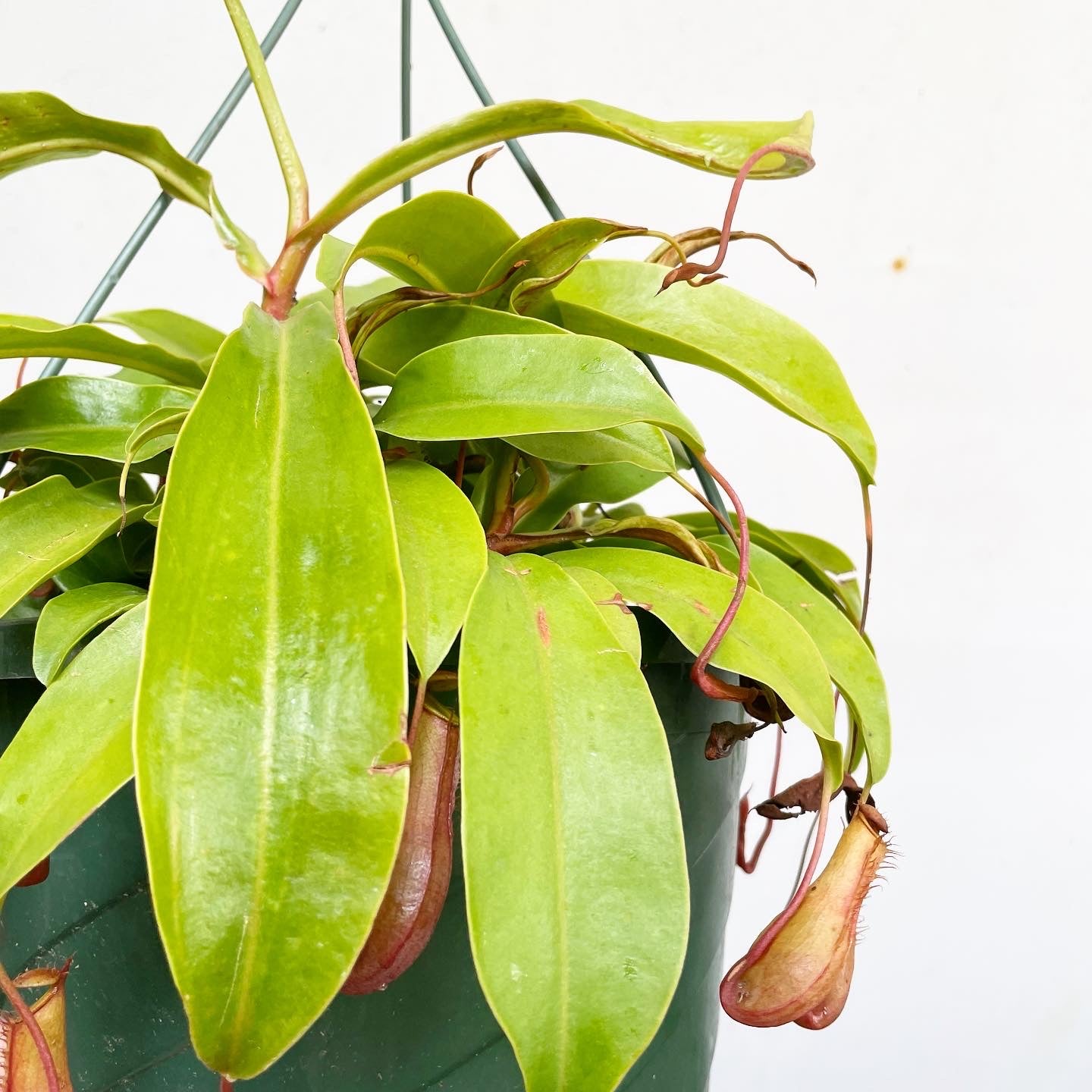 Nepenthes alata - Pitcher Plant