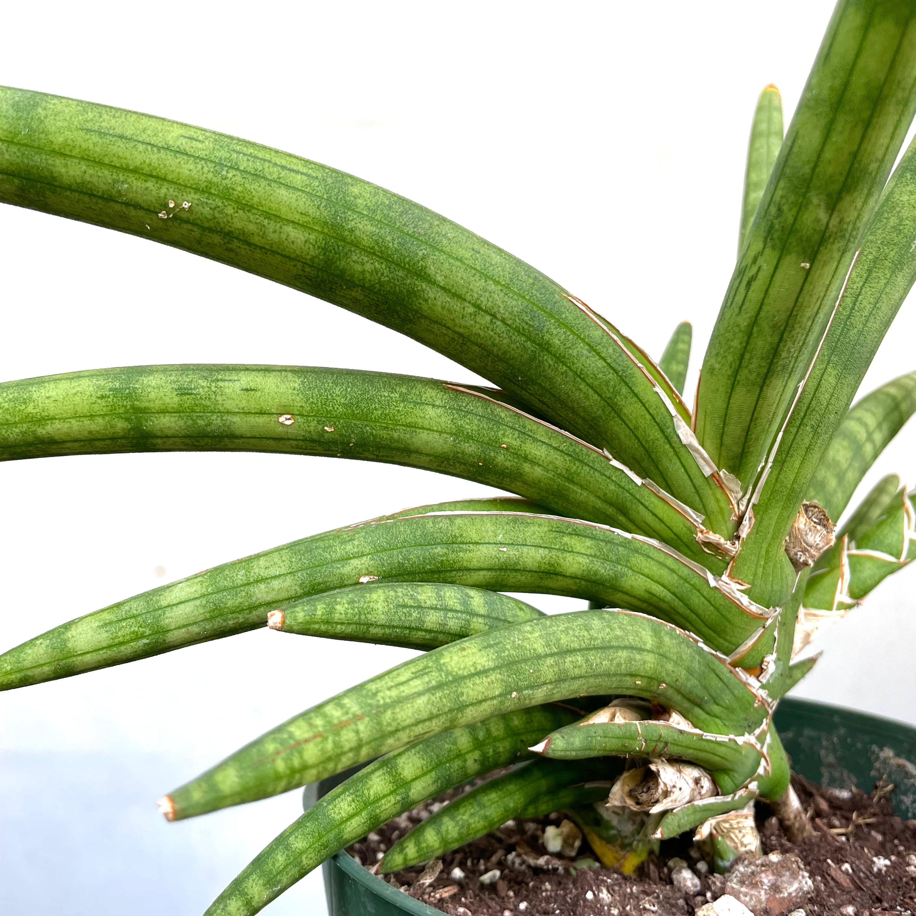 Sansevieria mutomo