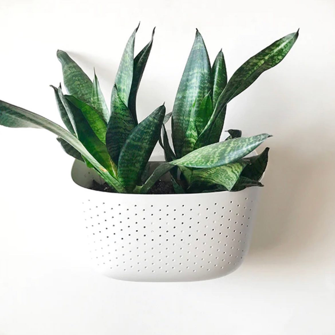 Wallygro Hanging Planter
