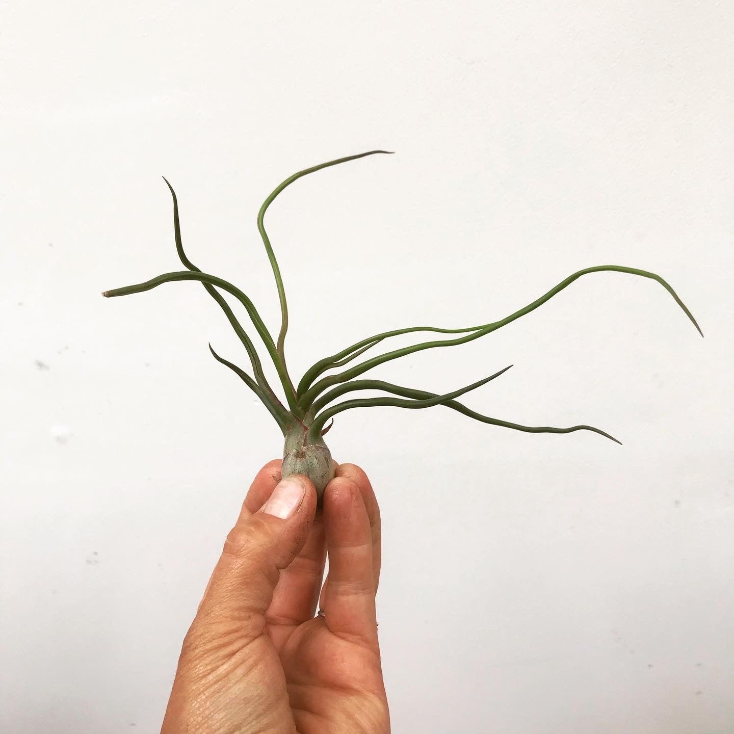 Tillandsia bulbosa - Airplant