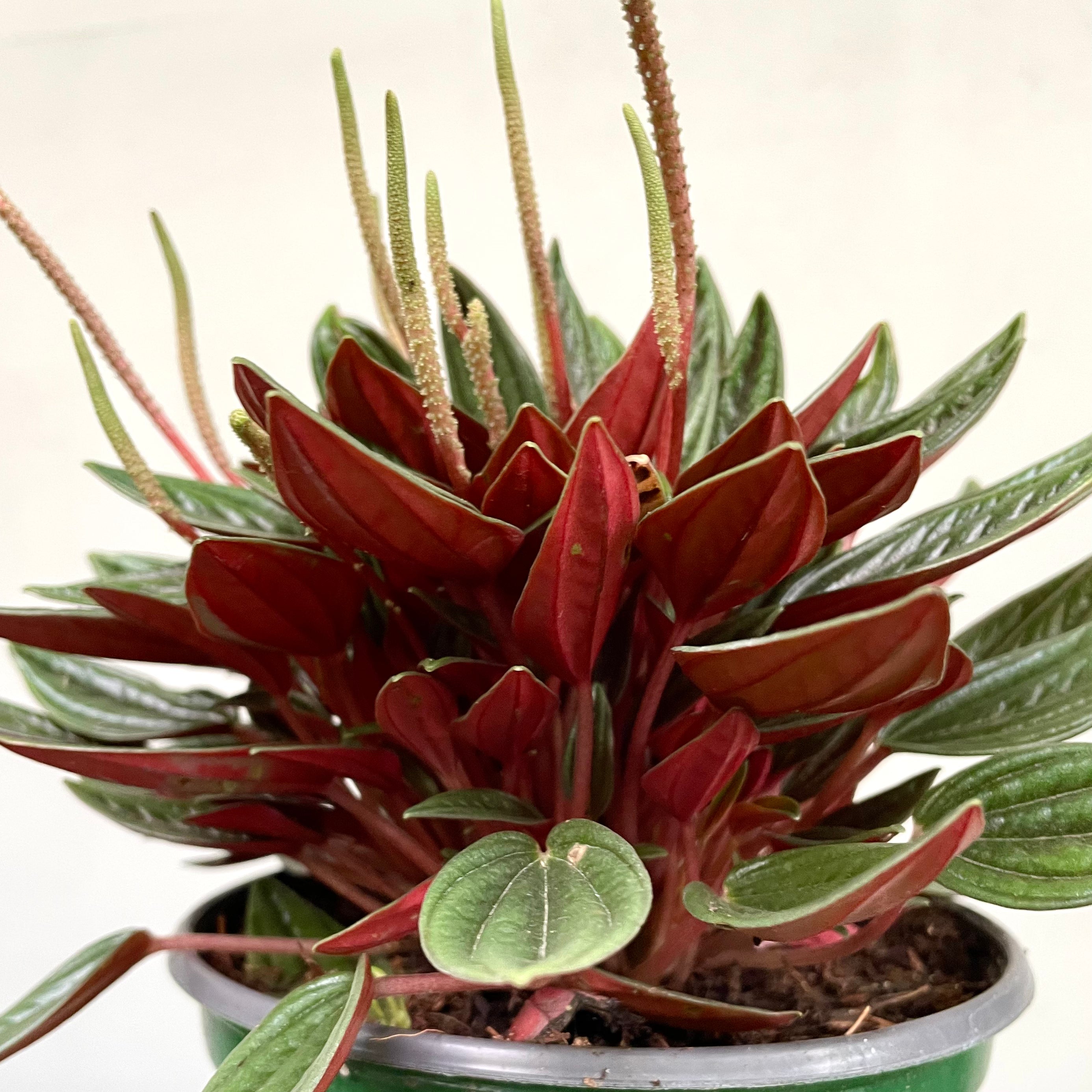 Peperomia caperata - 'Rosso'