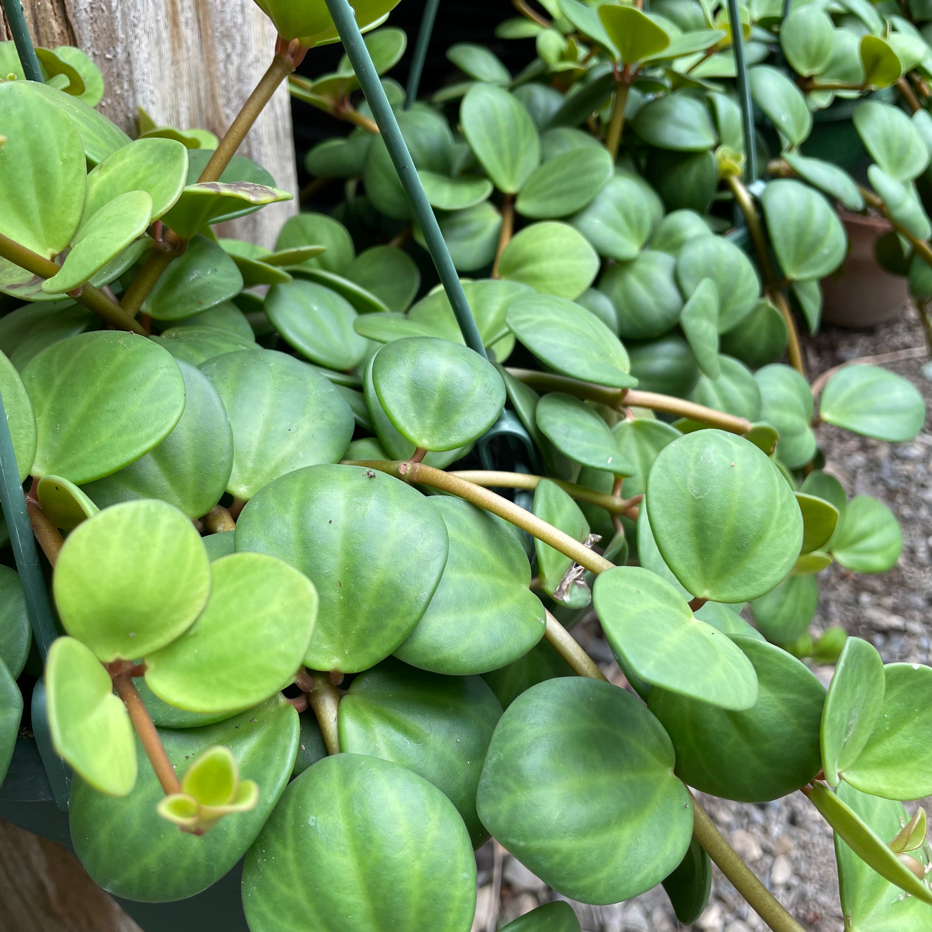Peperomia rotundifolia 'Hope' - Peperomia
