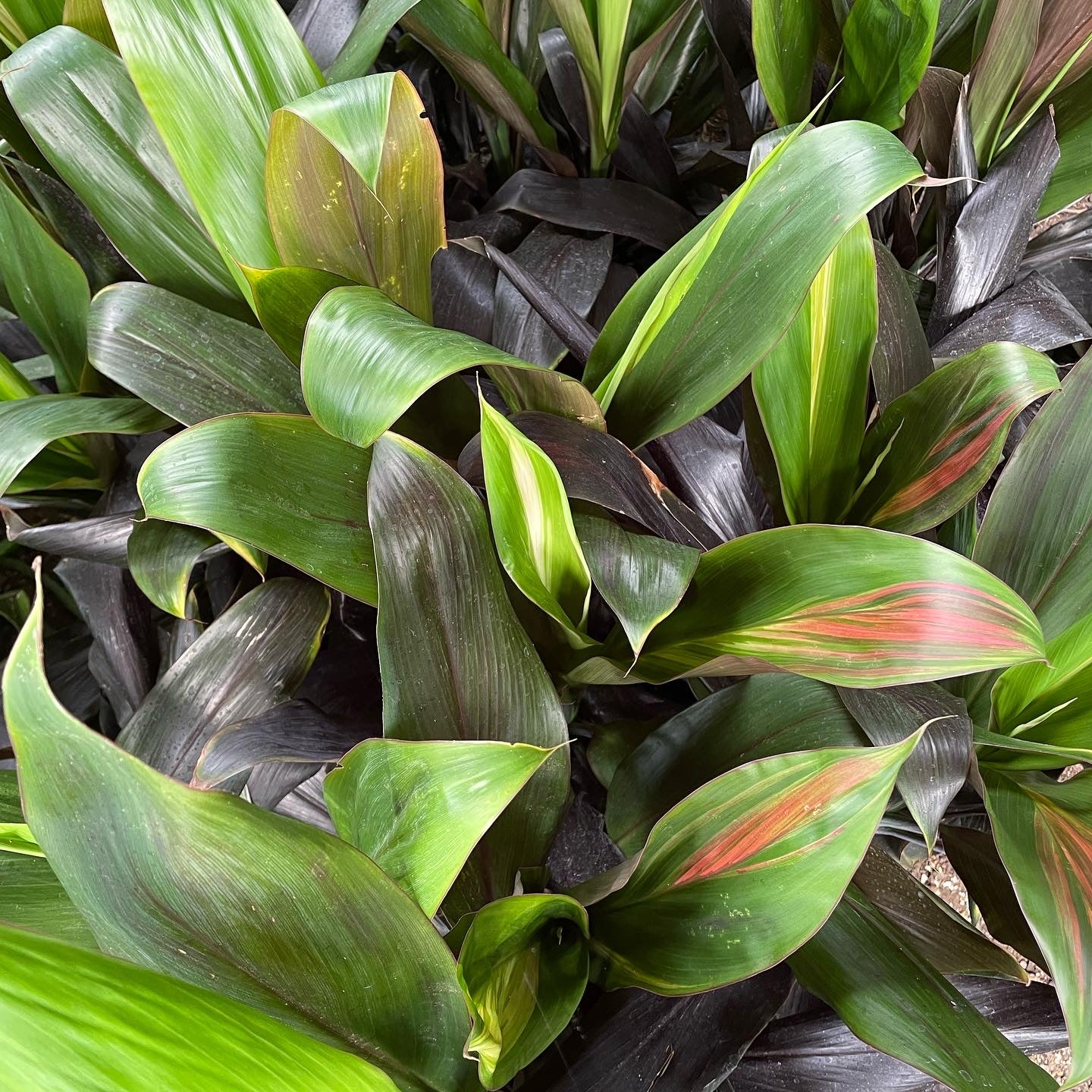 Cordyline fruticosa 'Black Magic' - Hawaiian Ti Plant