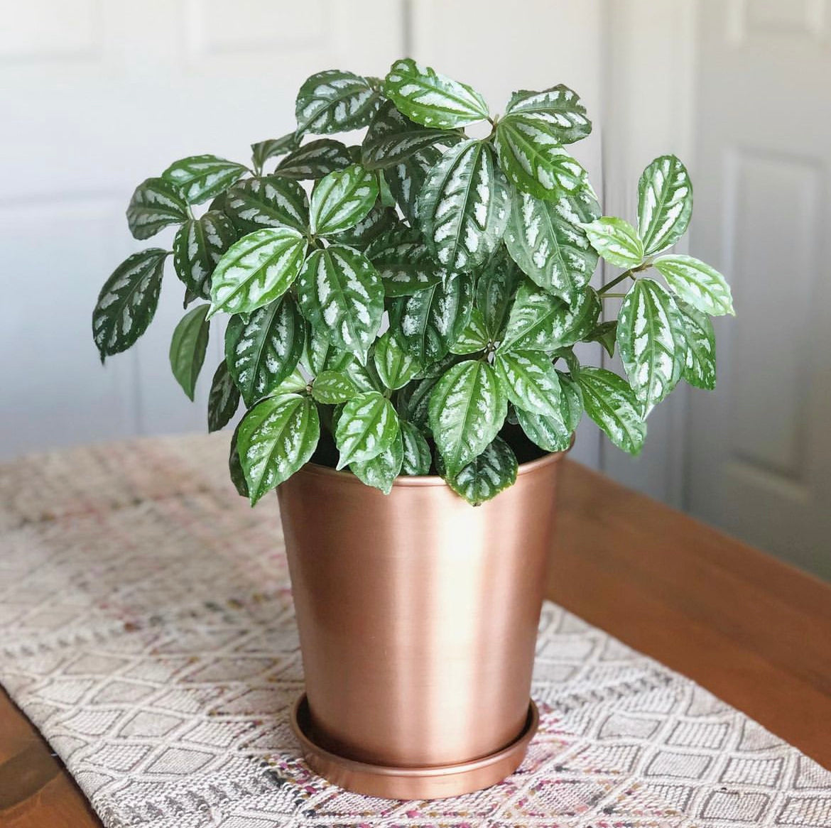 Pilea cadierei - Aluminum Plant