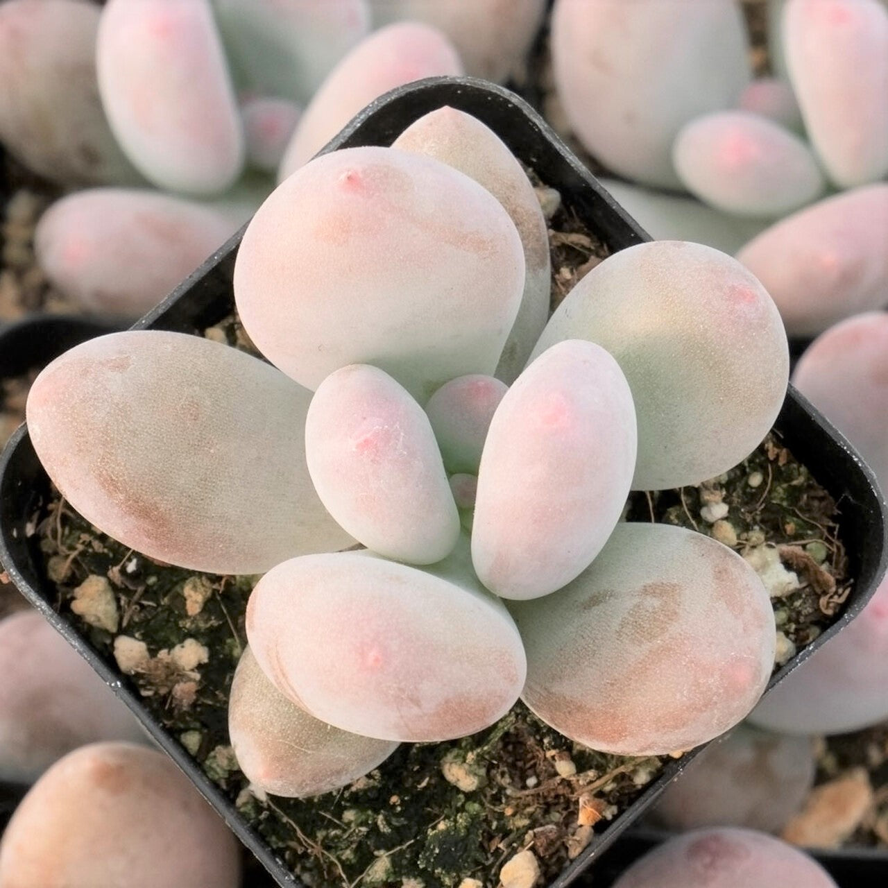 Pachyphytum oviferum - Moonstone