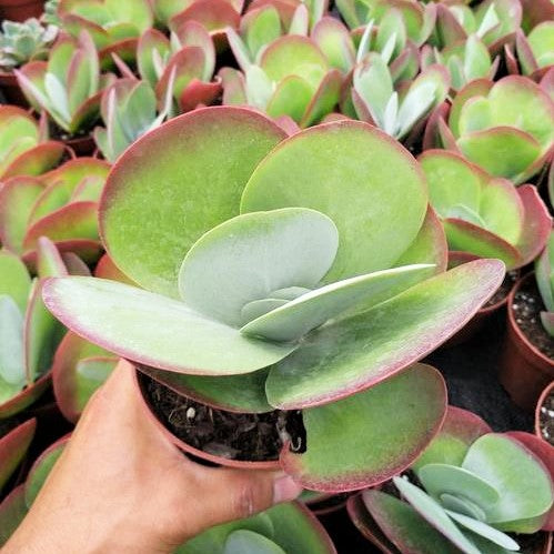 Kalanchoe luciae - Paddle Plant, Flapjacks