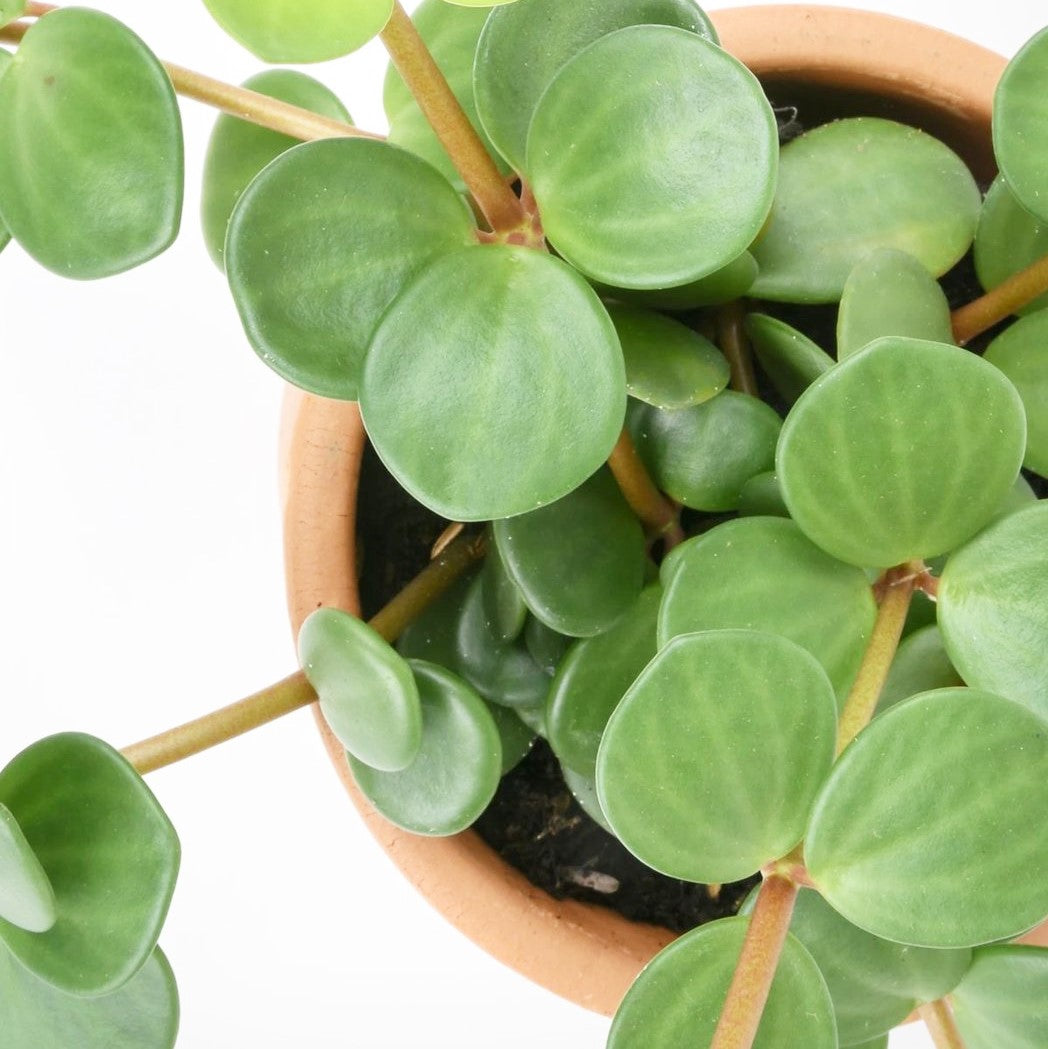 Peperomia rotundifolia 'Hope' - Peperomia