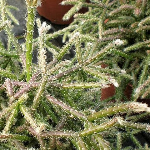 Rhipsalis pilocarpa - Hairy Stemmed Rhipsalis