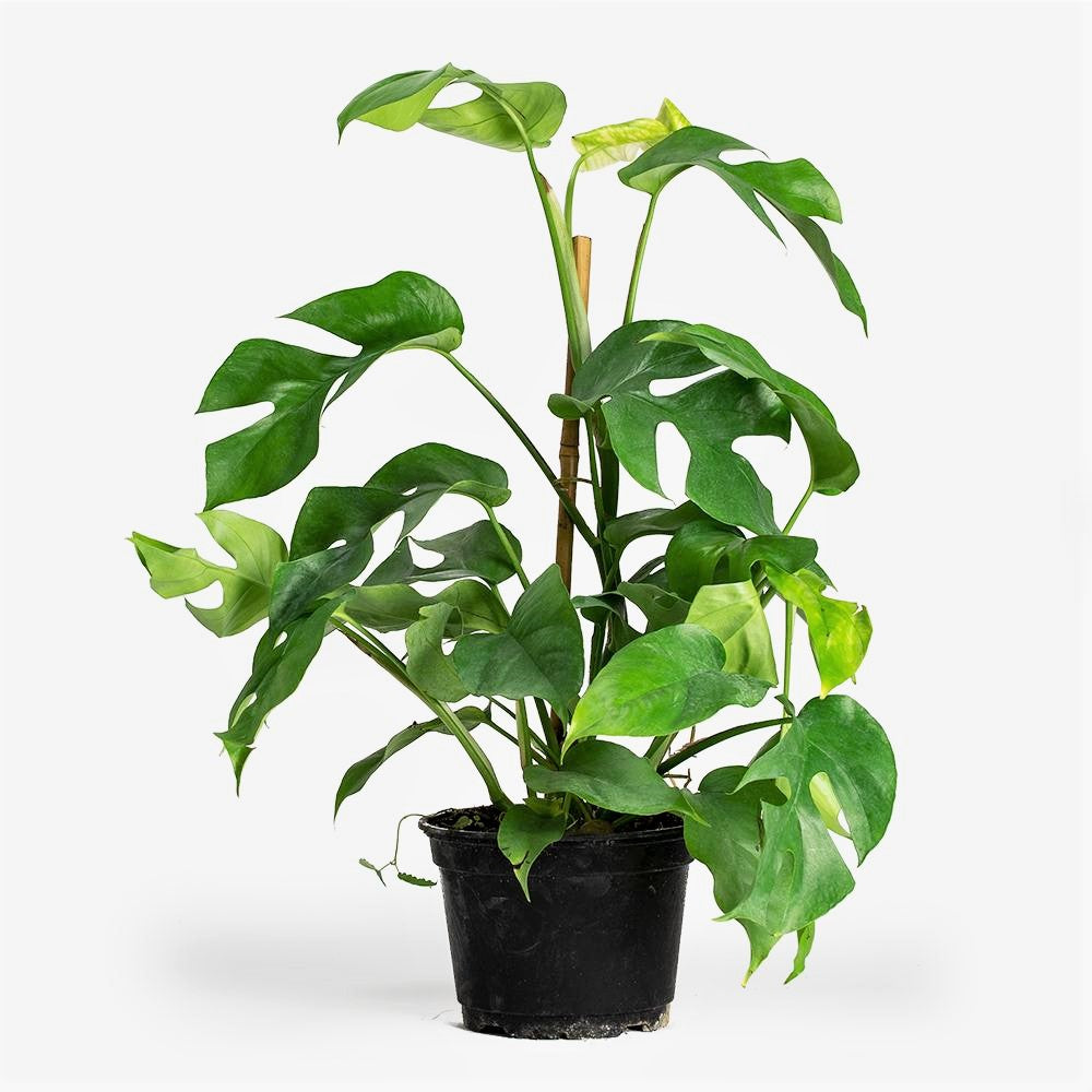 Rhaphidophora Tetrasperma - 'Mini Monstera', Monstera minima