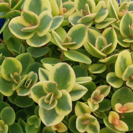Sedum SUNSPARKLER 'Lime Twister'