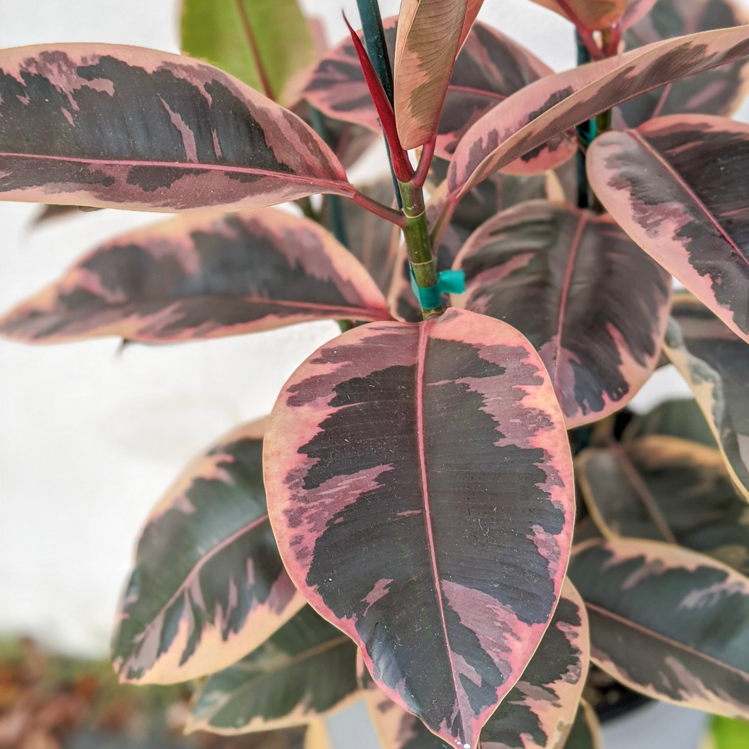 Ficus elastica 'Ruby' - Rubber Tree