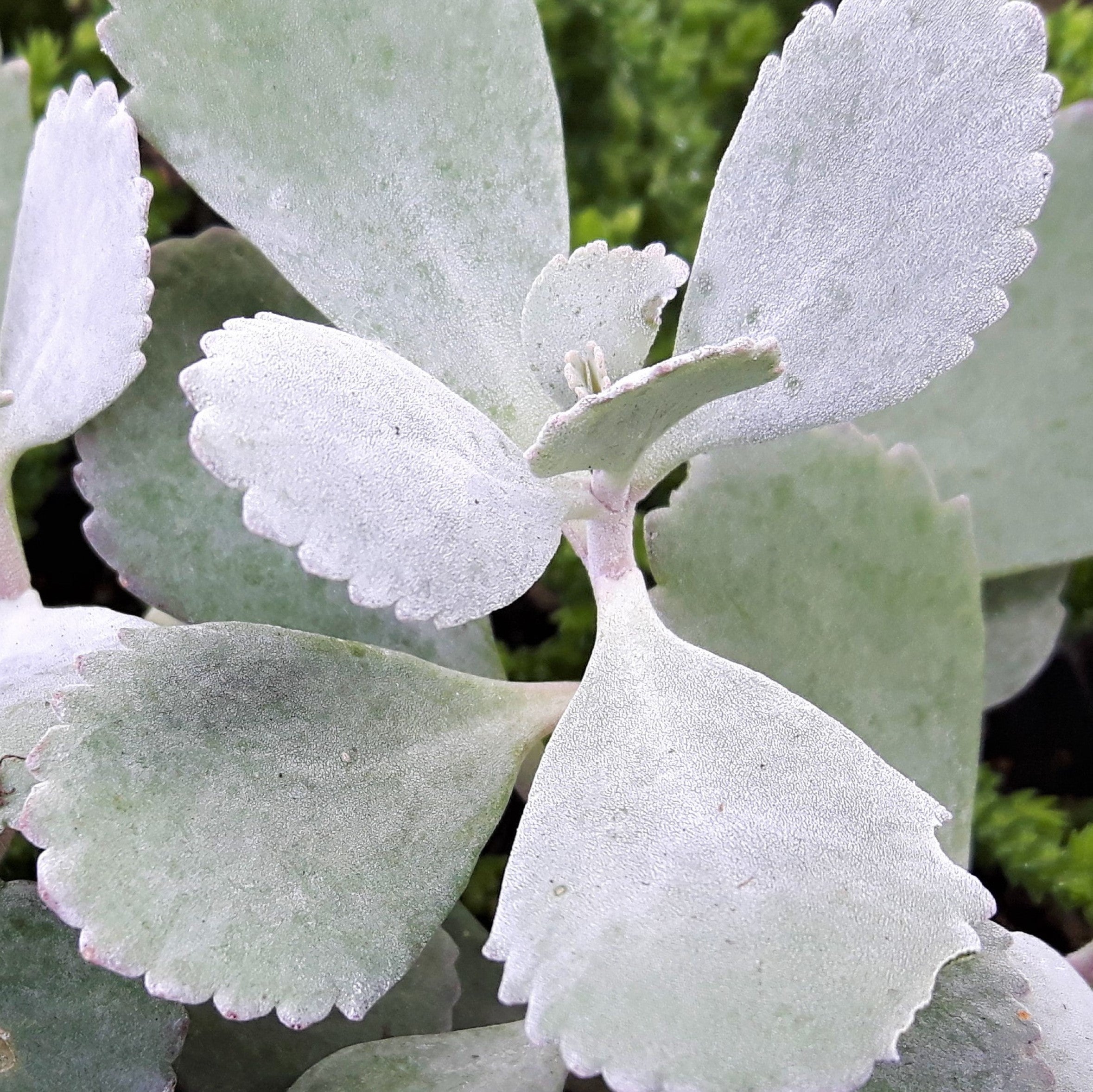 Kalanchoe pumila - Flower Dust Plant