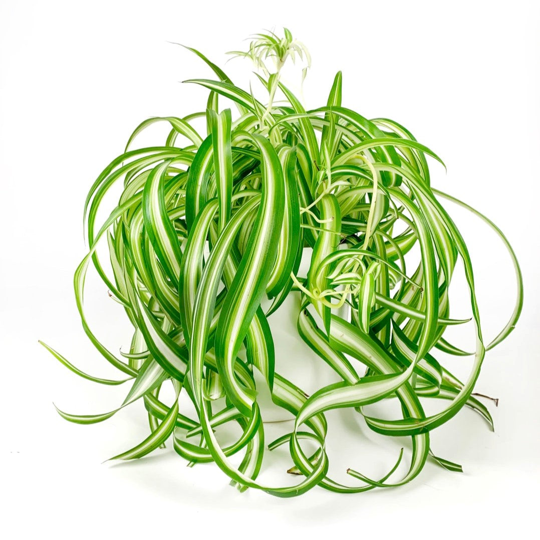Chlorophytum Comosum 'Bonnie' - Spider Plant